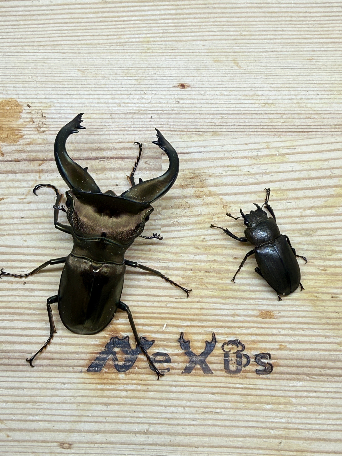 スペキオススホソアカクワガタ　♂58mm成虫ペア
