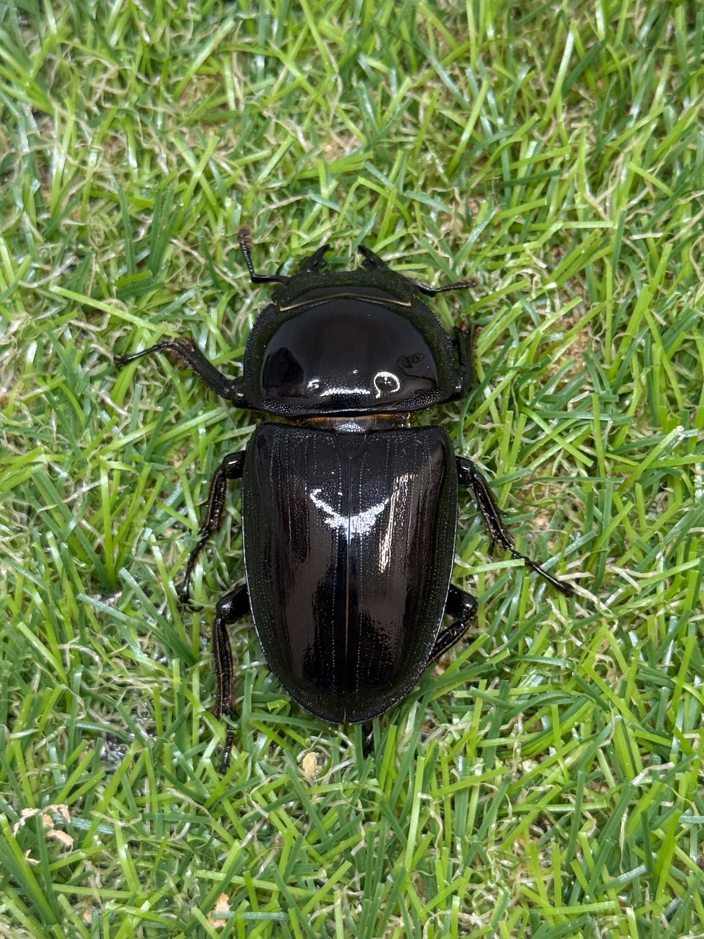 グランディスオオクワガタ　♂71.8mm成虫ペア