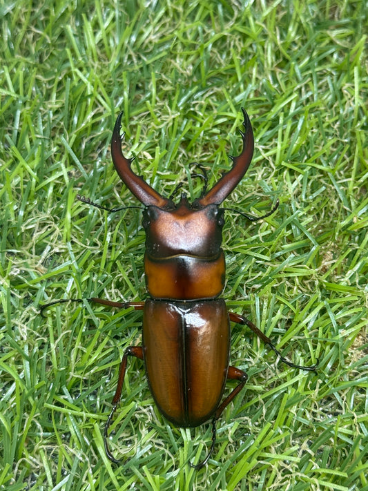 トカラノコギリクワガタ freeサイズ成虫ペア
