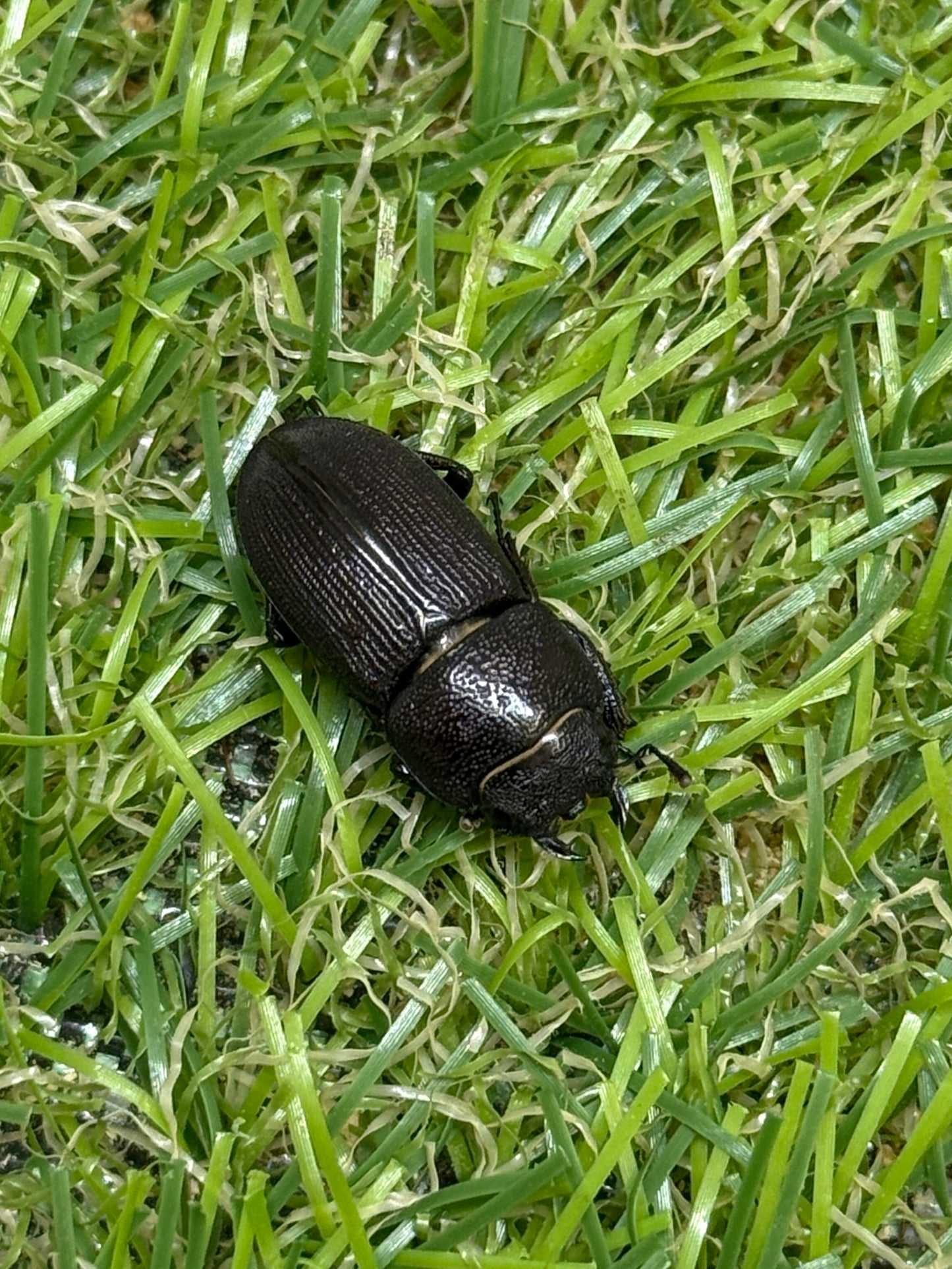 ブレビスオオクワガタ　♂freeサイズ成虫ペア