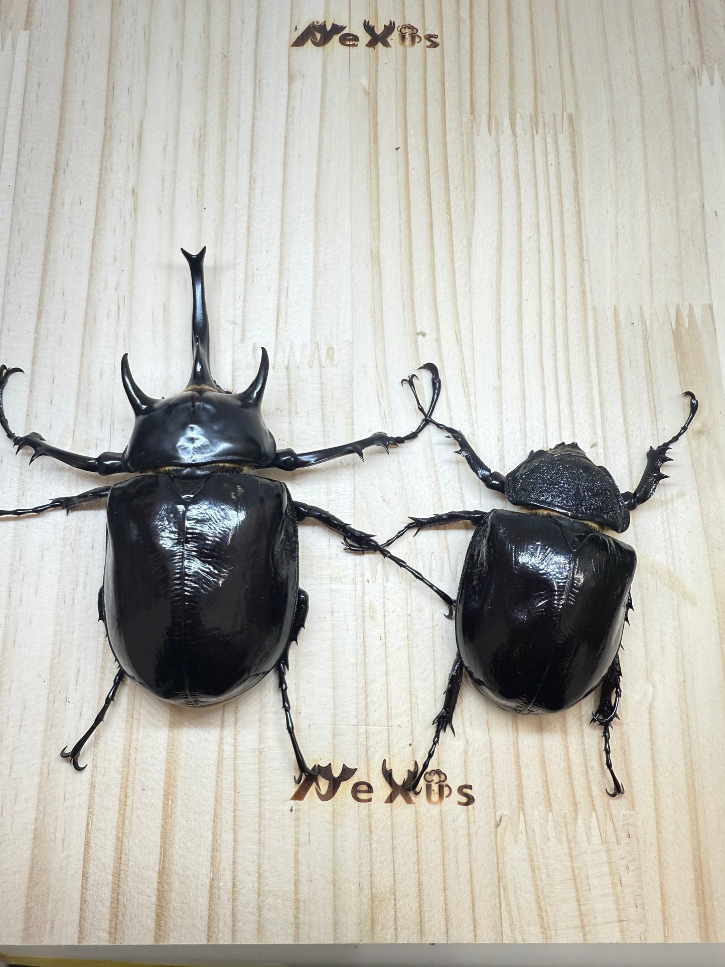 マルスゾウカブト　♂113mm成虫ペア
