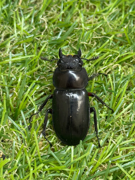 ディディエールシカクワガタ　♀32.6mm単品