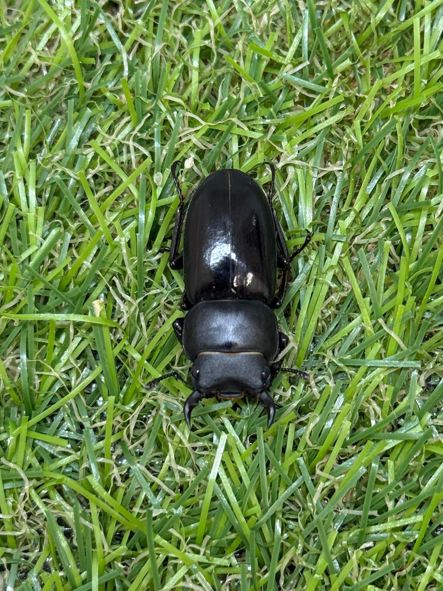 ビキヌスコクワガタ　♂freeサイズ成虫ペア