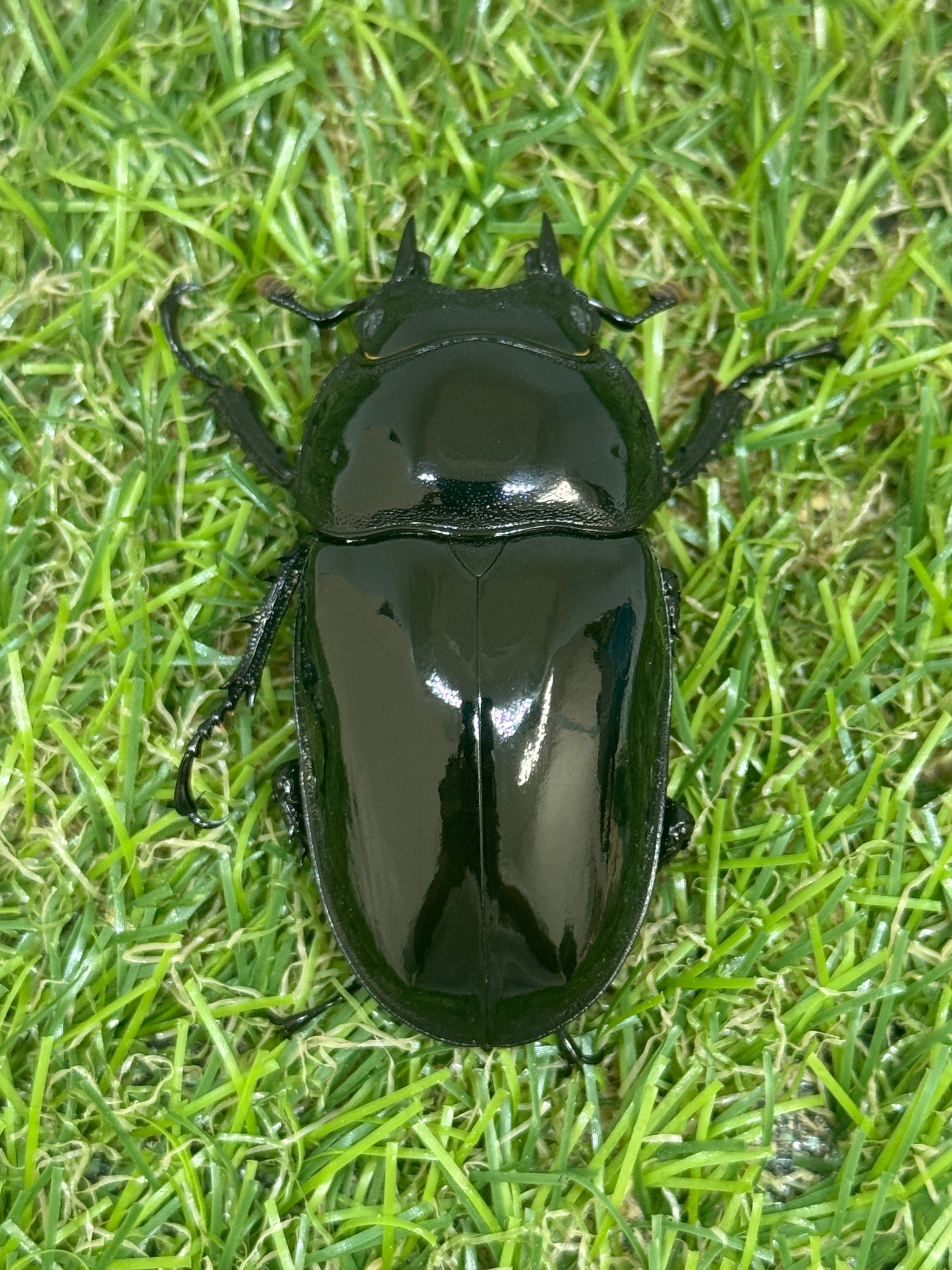 外国産クワガタその他 – 昆虫ショップNexus