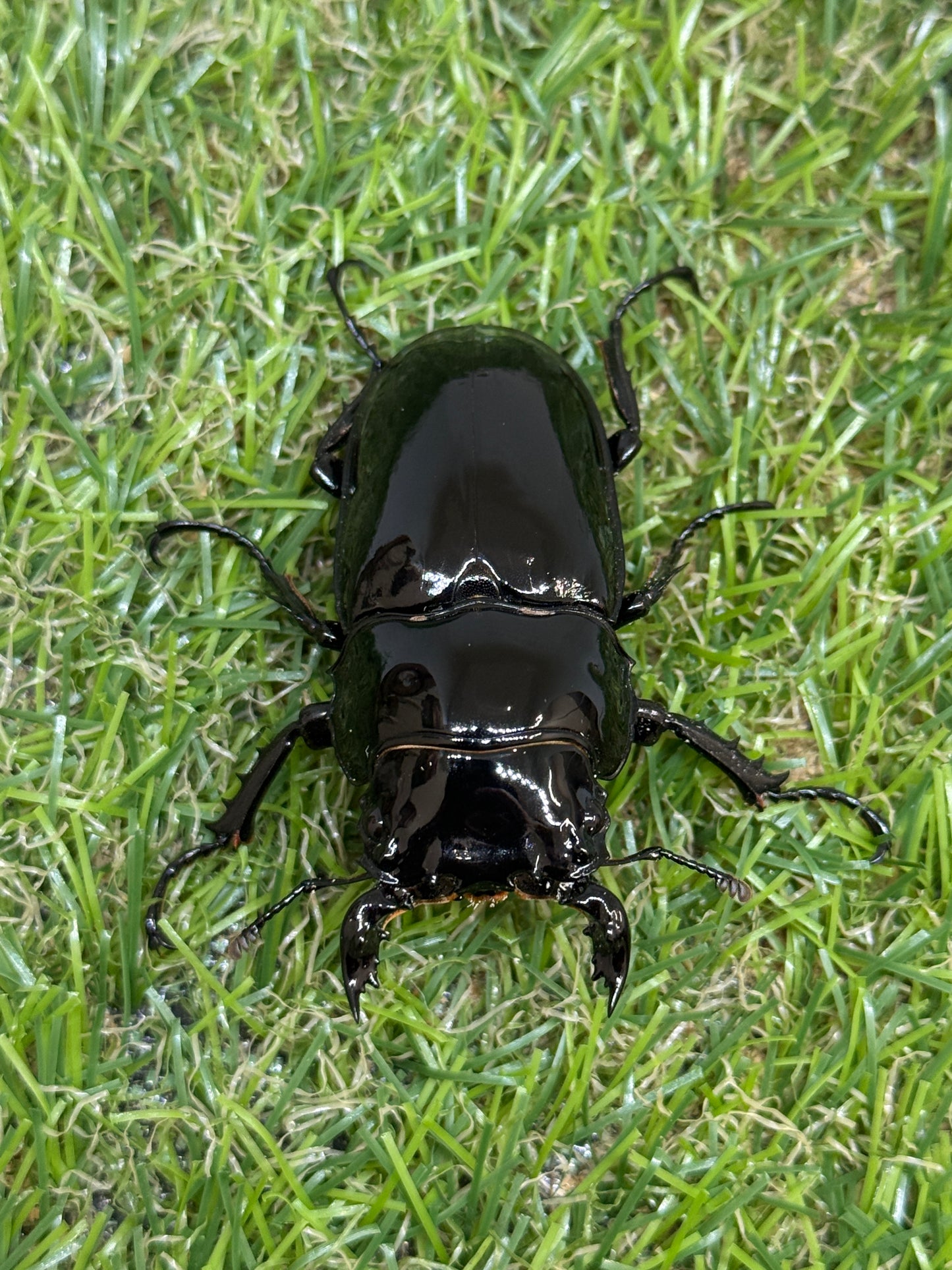 タランドゥスオオツヤクワガタ　♂56mm成虫ペア