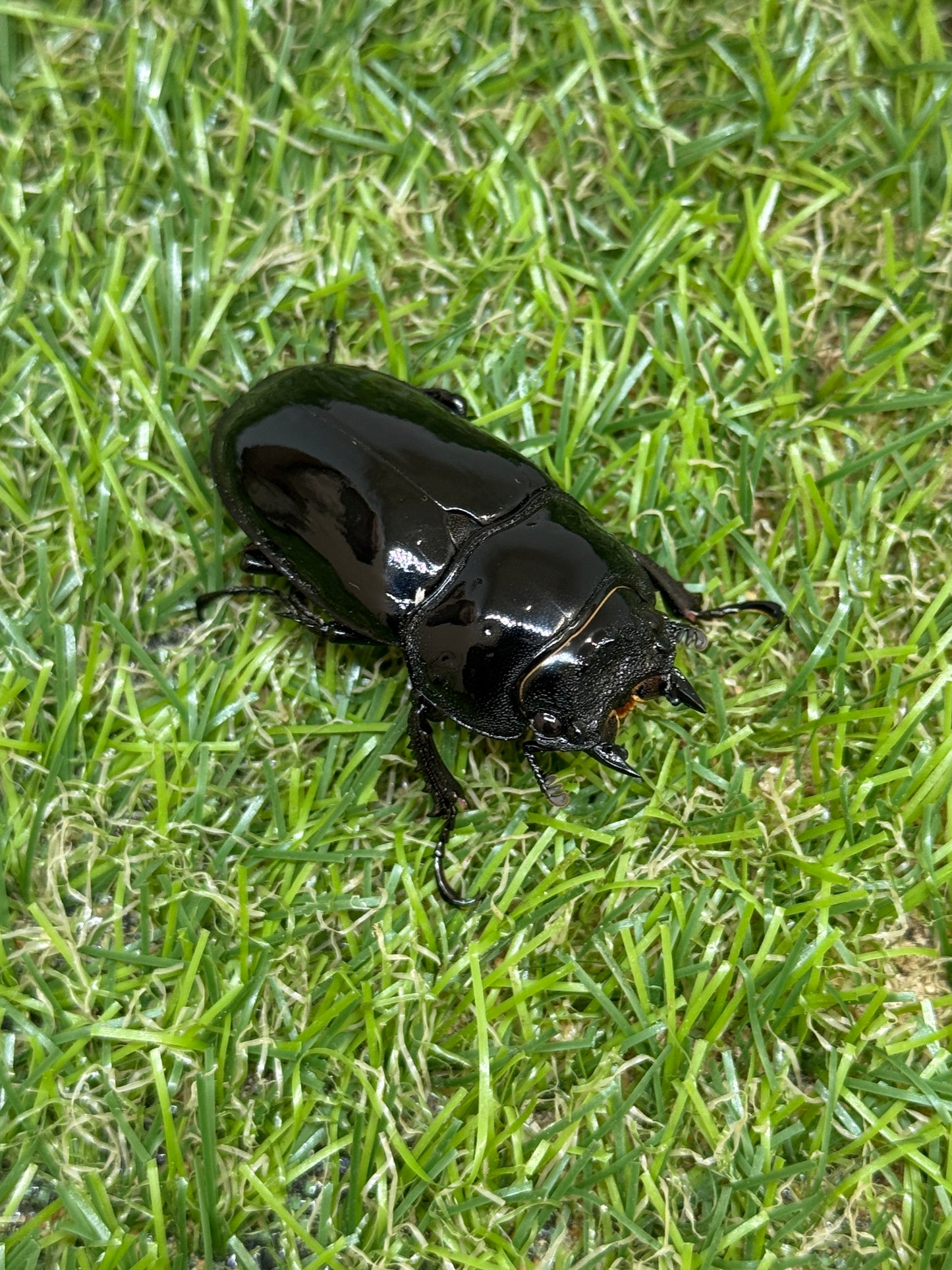 タランドゥスオオツヤクワガタ　♂55mm成虫ペア