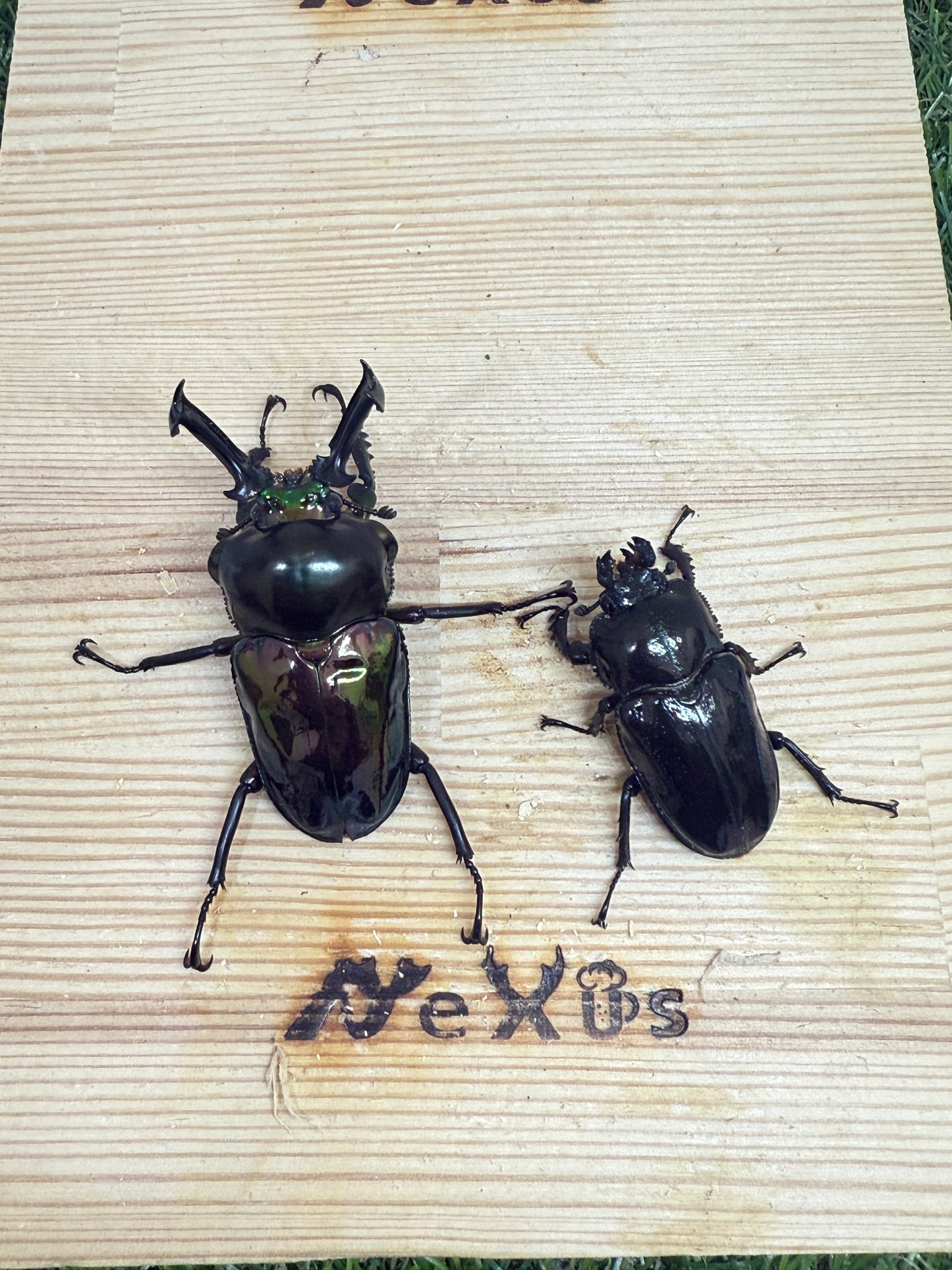 ニジイロクワガタ　♂58mm成虫ペア