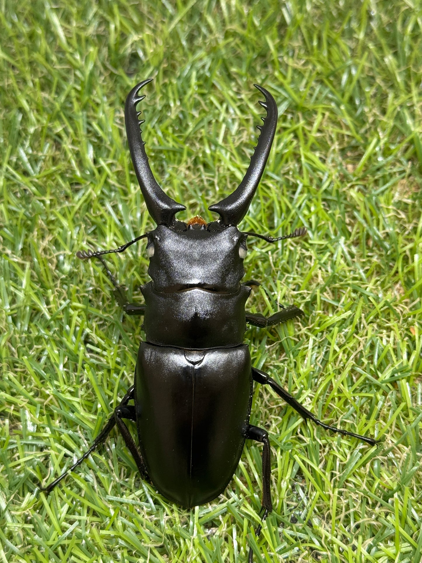 ギラファノコギリクワガタ(ホワイトアイ血統) ♂81.5mm成虫ペア