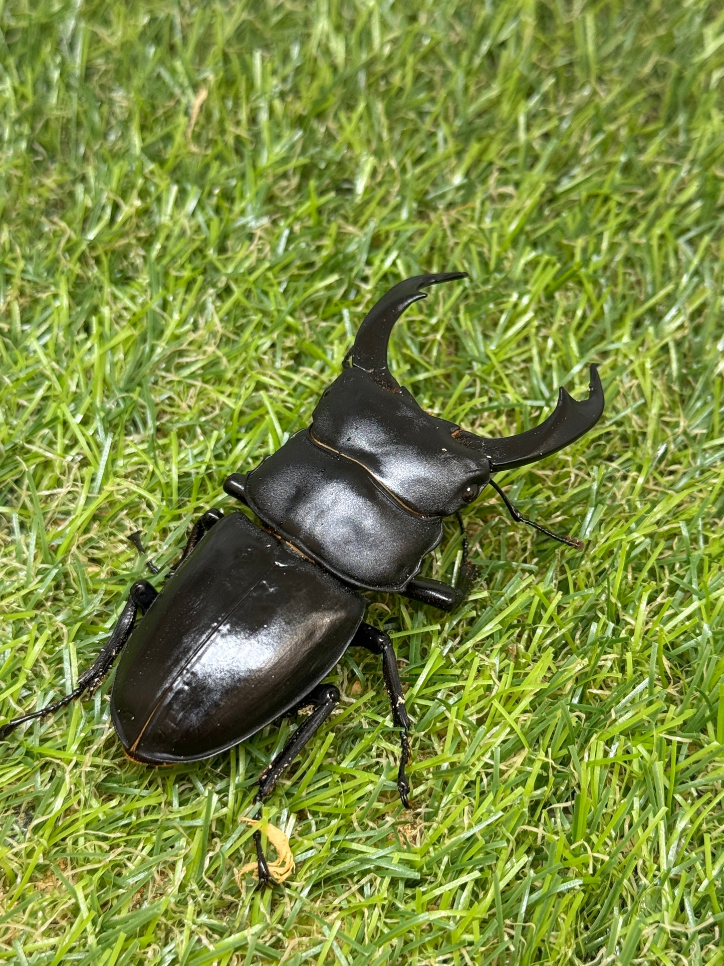 シェンクリングオオクワガタ　♂75.5mm成虫ペア