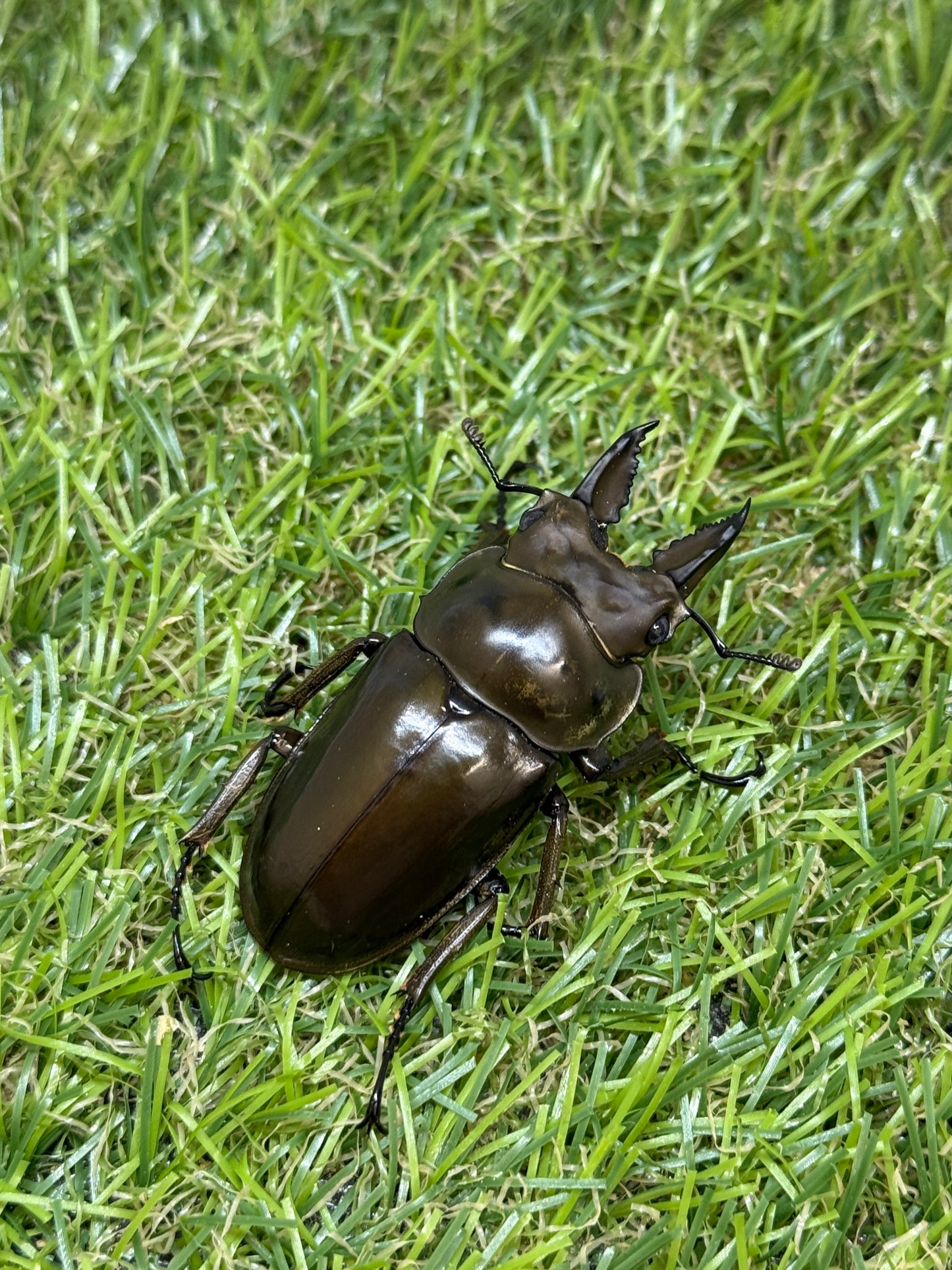 ババオウゴンオニクワガタ　♂50.8mm成虫ペア
