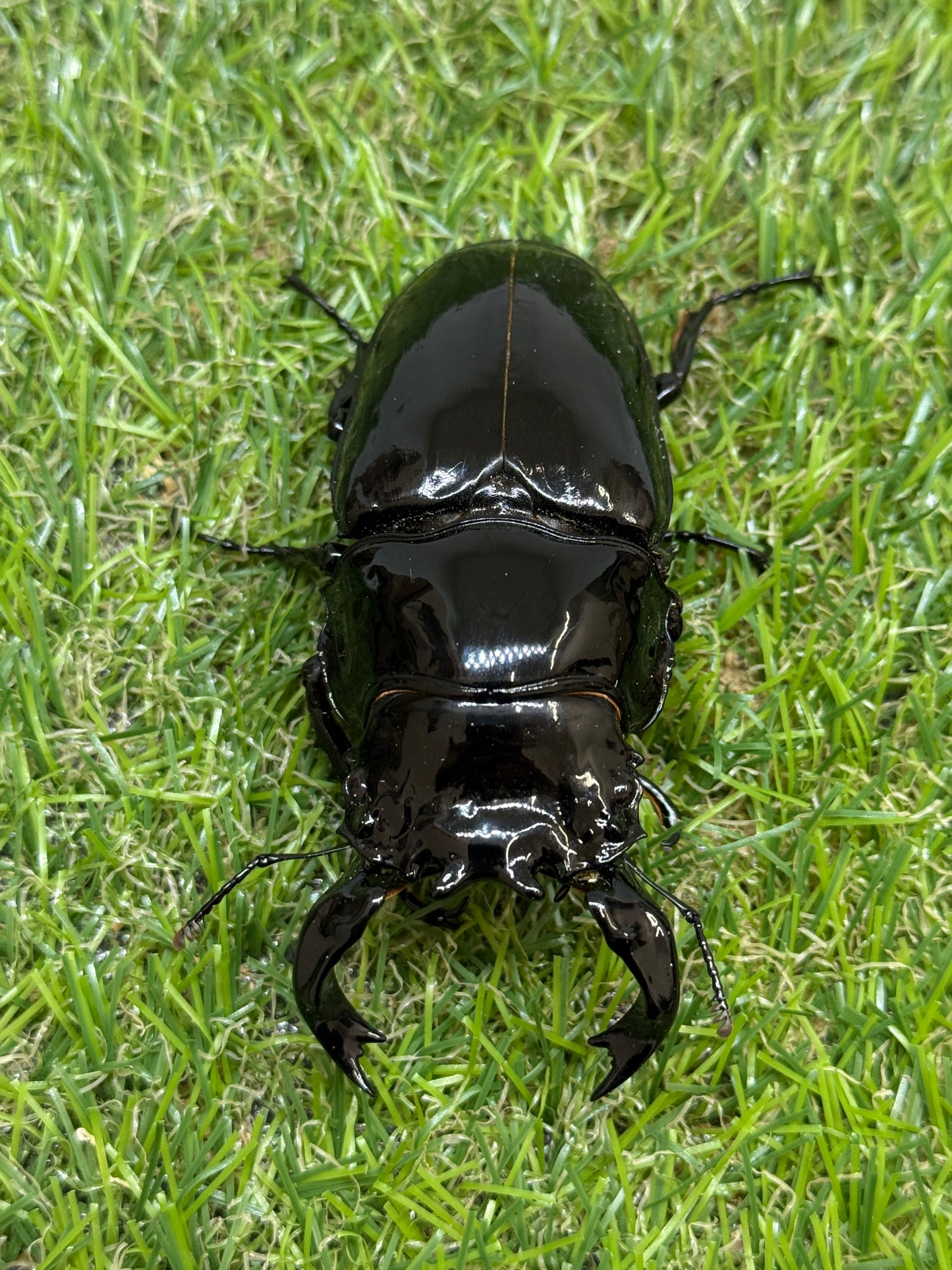 タランドゥスオオツヤクワガタ　♂85.1mm成虫ペア