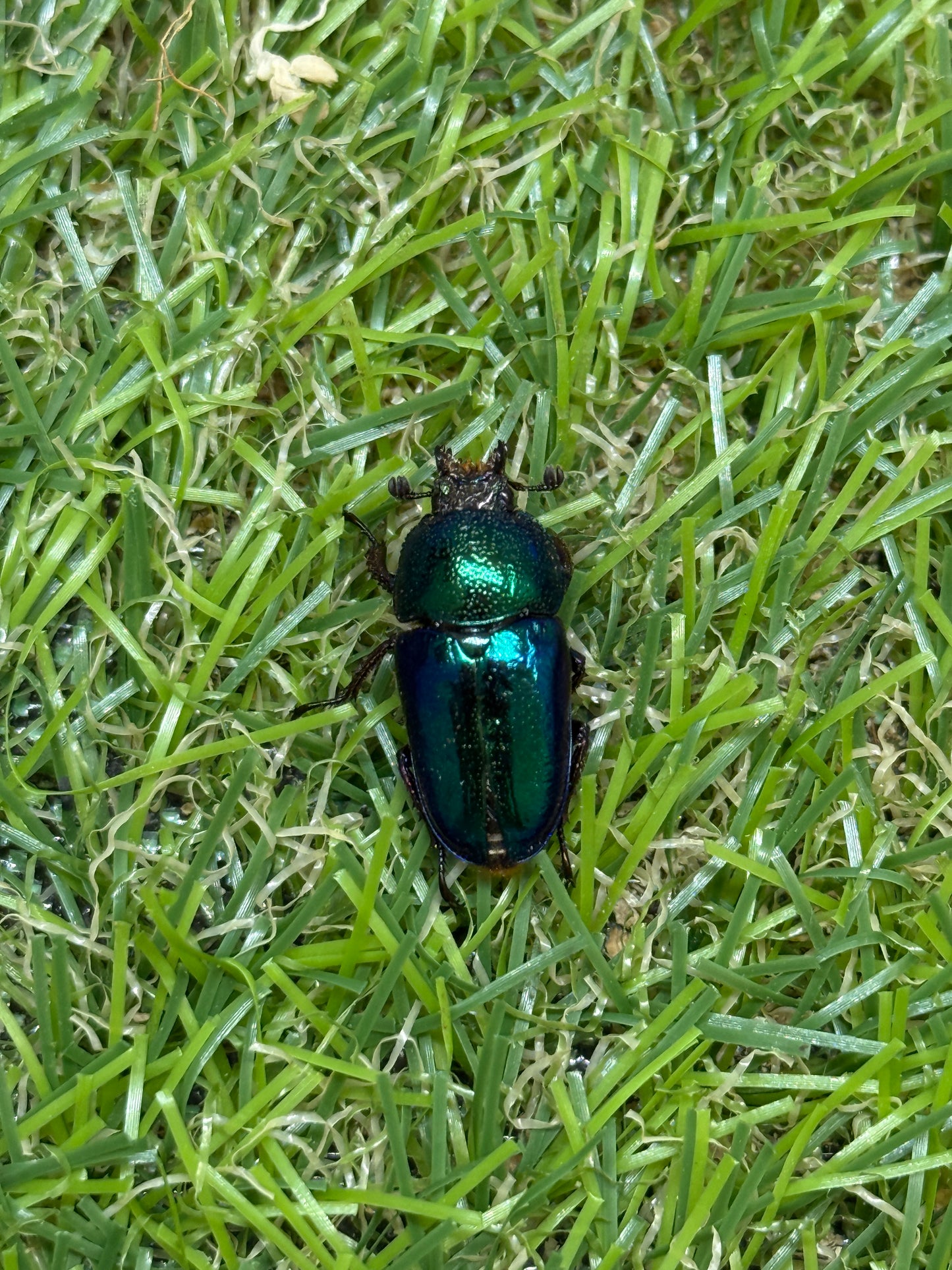 パプアキンイロクワガタ　♂freeサイズ成虫ペア