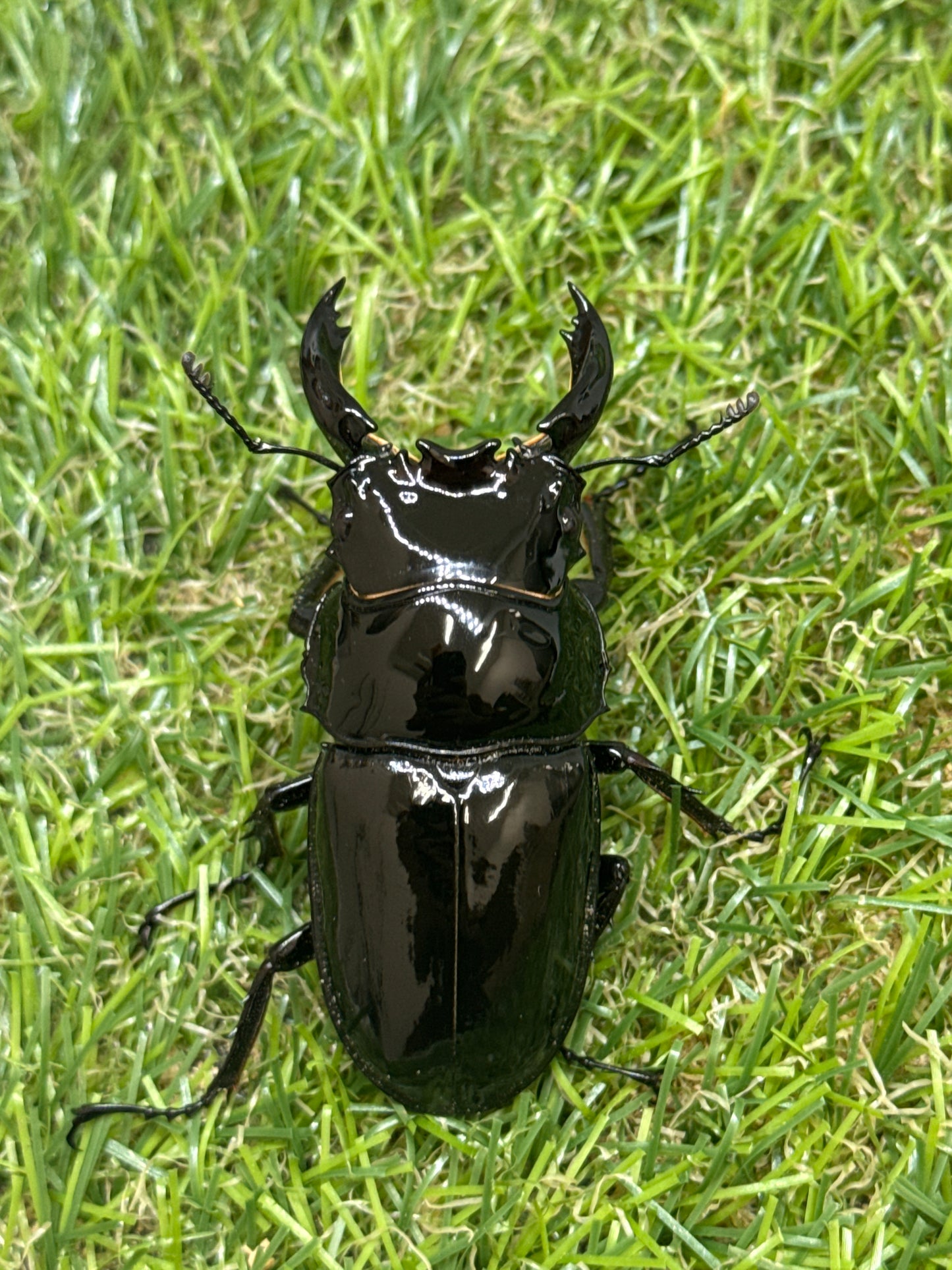 レギウスオオツヤクワガタ　♂61.9mm単品
