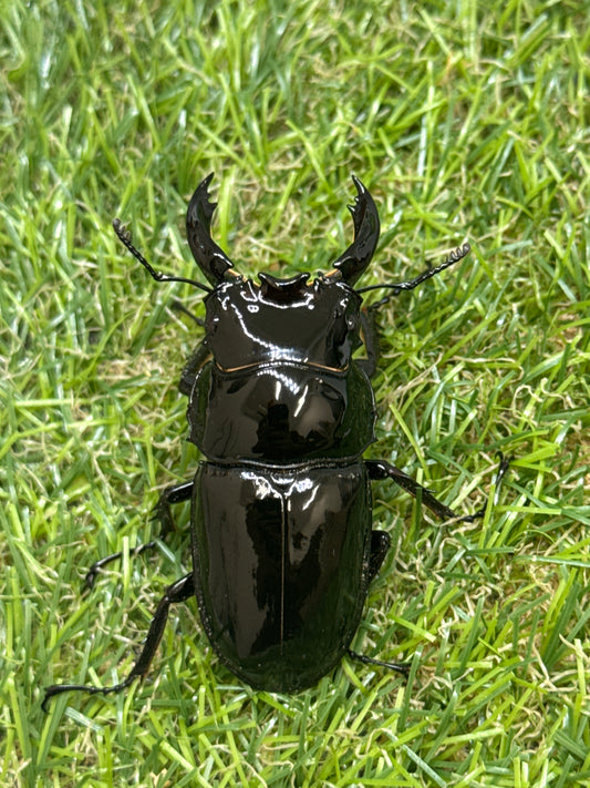 レギウスオオツヤクワガタ　♂61.9mm単品