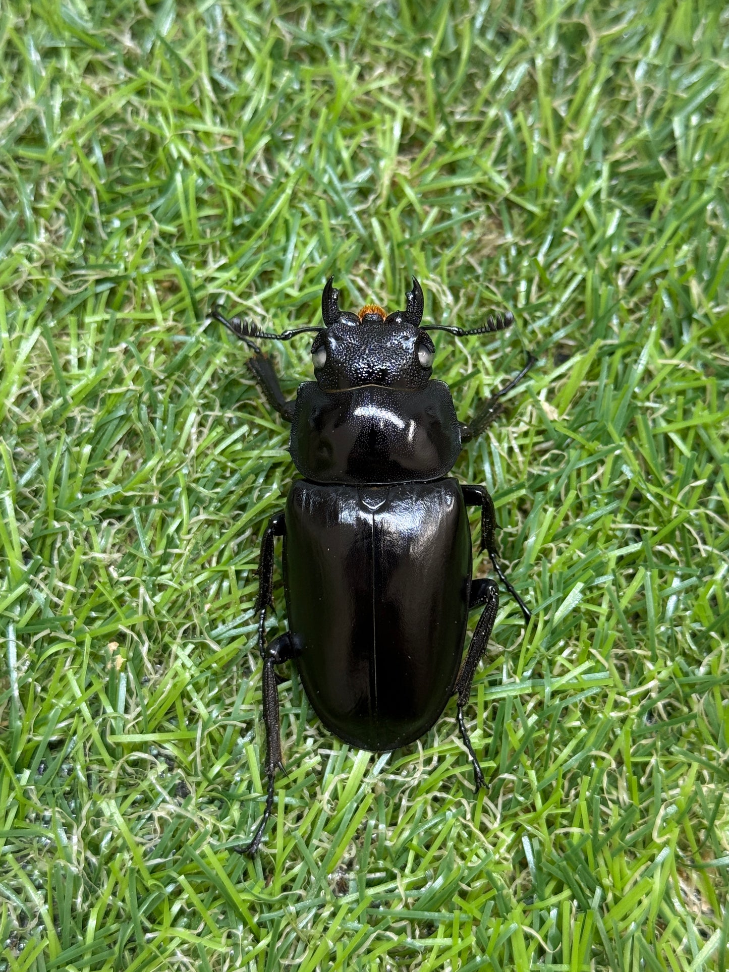 ギラファノコギリクワガタ(ホワイトアイ血統) ♂101.5mm成虫ペア