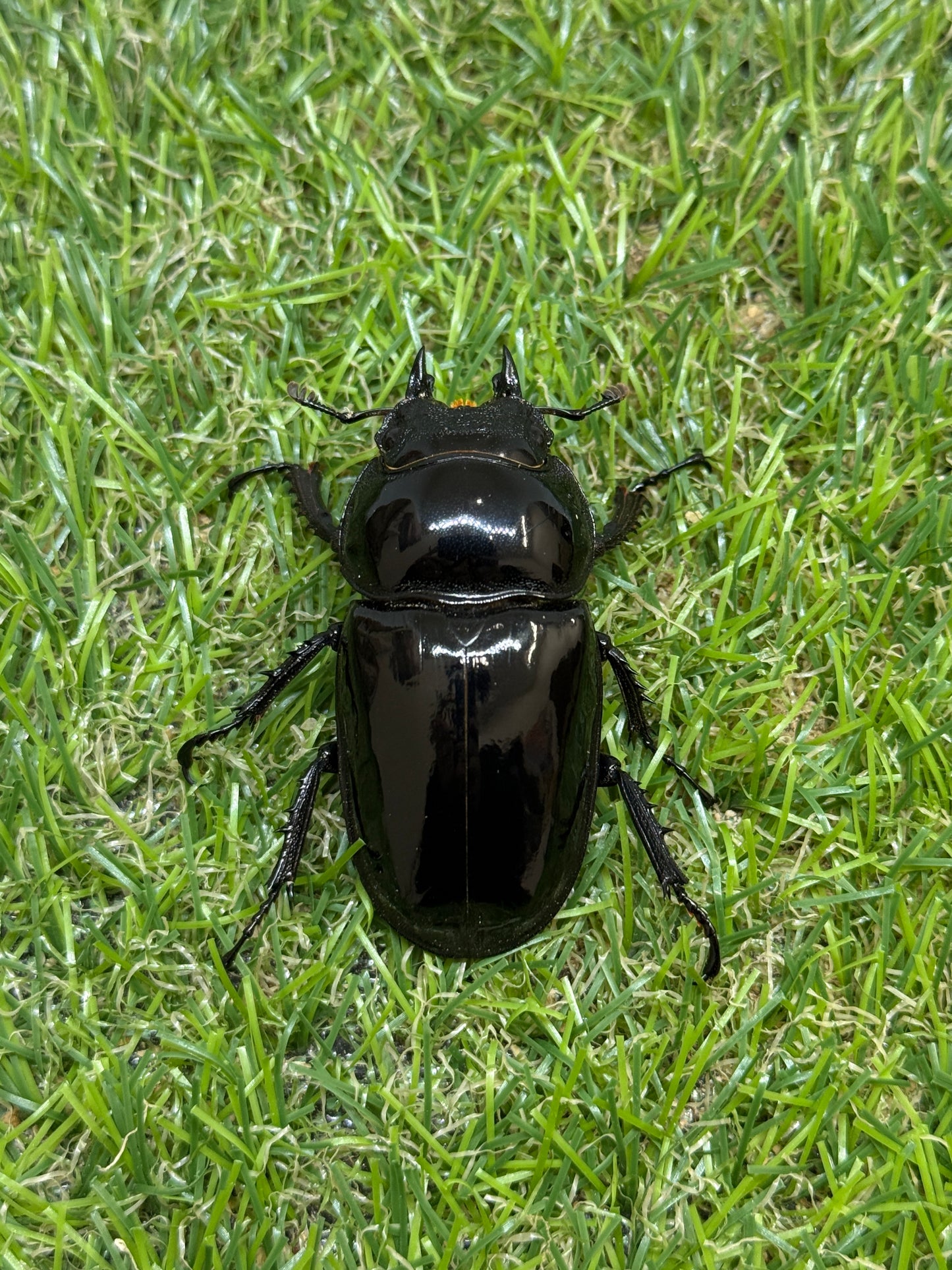 タランドゥスオオツヤクワガタ　♂85.3mm成虫ペア