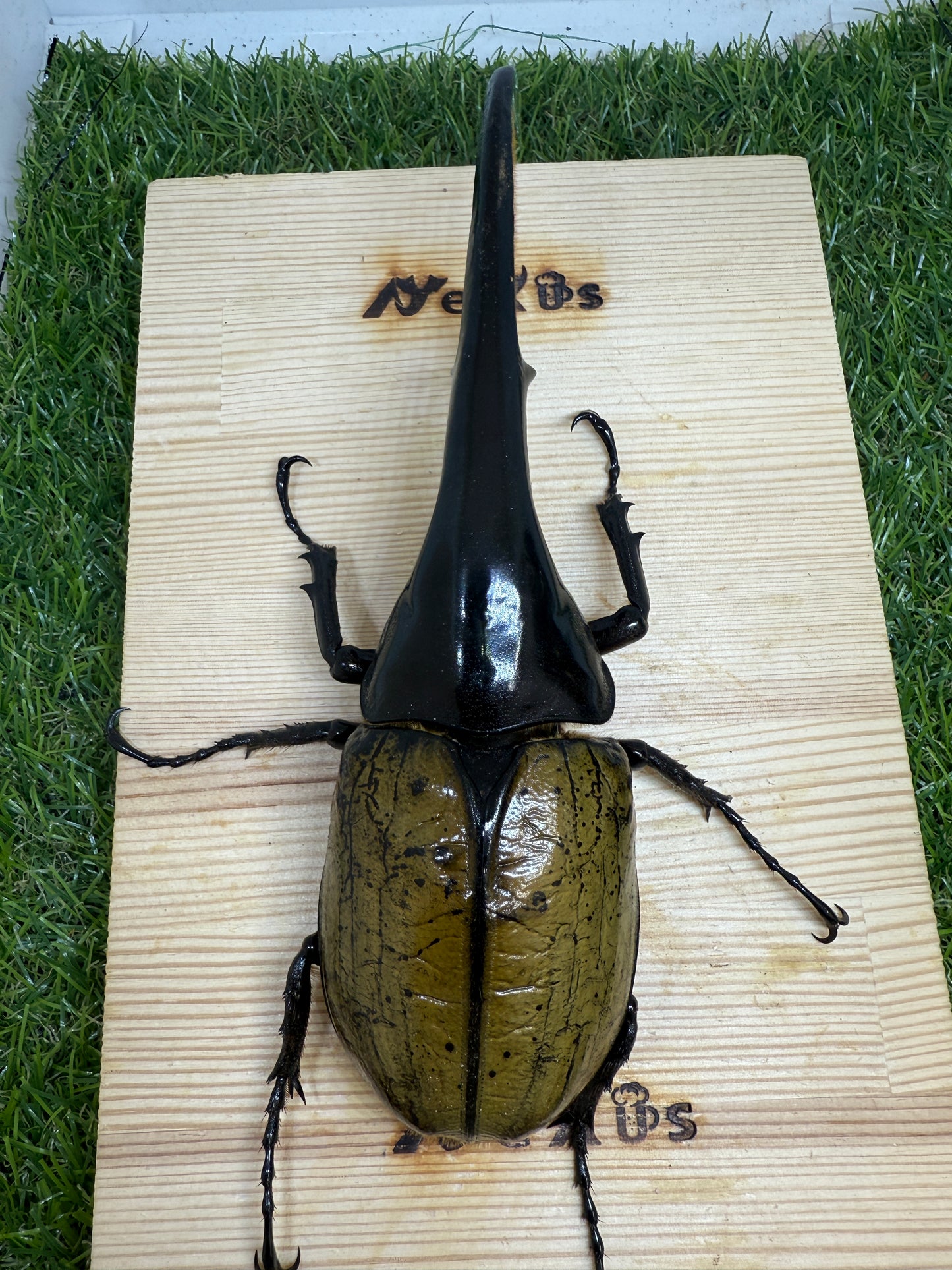DH･ヘラクレス　♂160mm単品