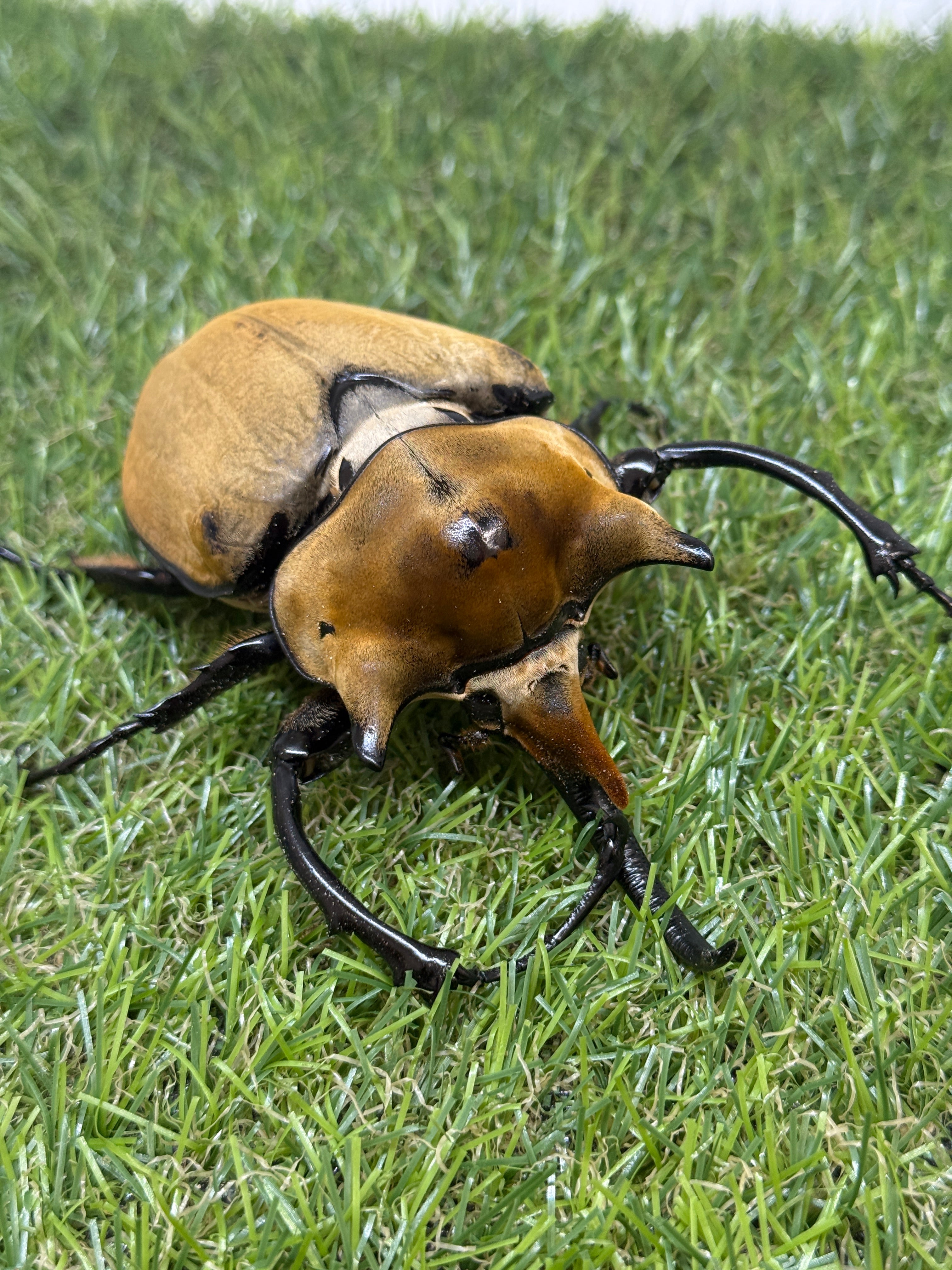 イイジマゾウカブト ♂115mm成虫ペア – 昆虫ショップNexus