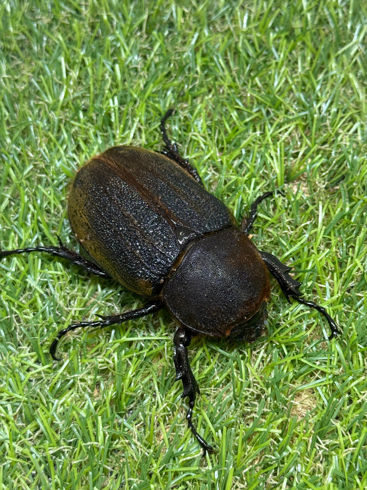DH・ヘラクレス(大型血統)　♀67.4mm単品