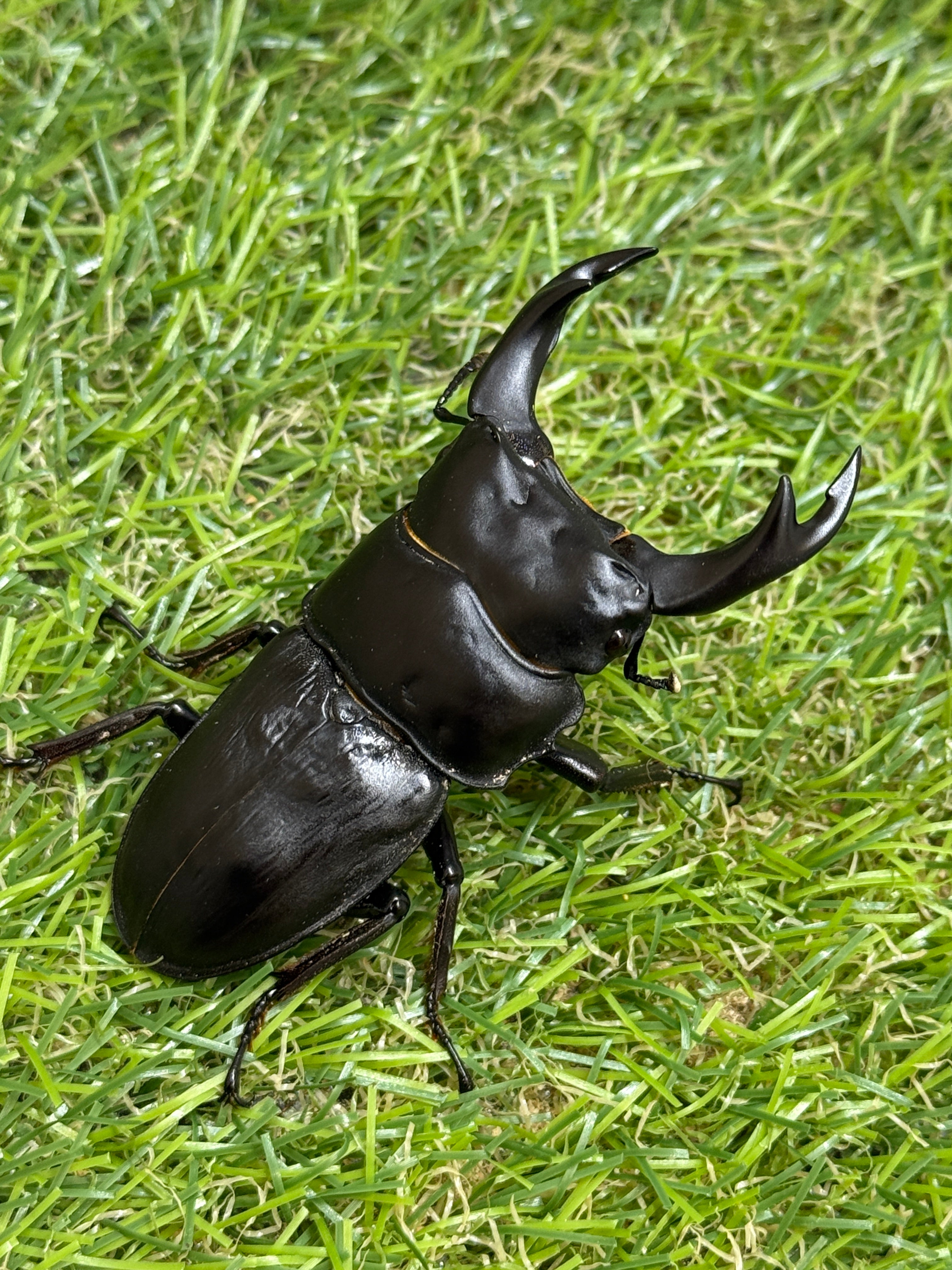 オオクワガタ 奈良輪川西 ♂66.7mm成虫ペア 2026年ブリード個体 – 昆虫
