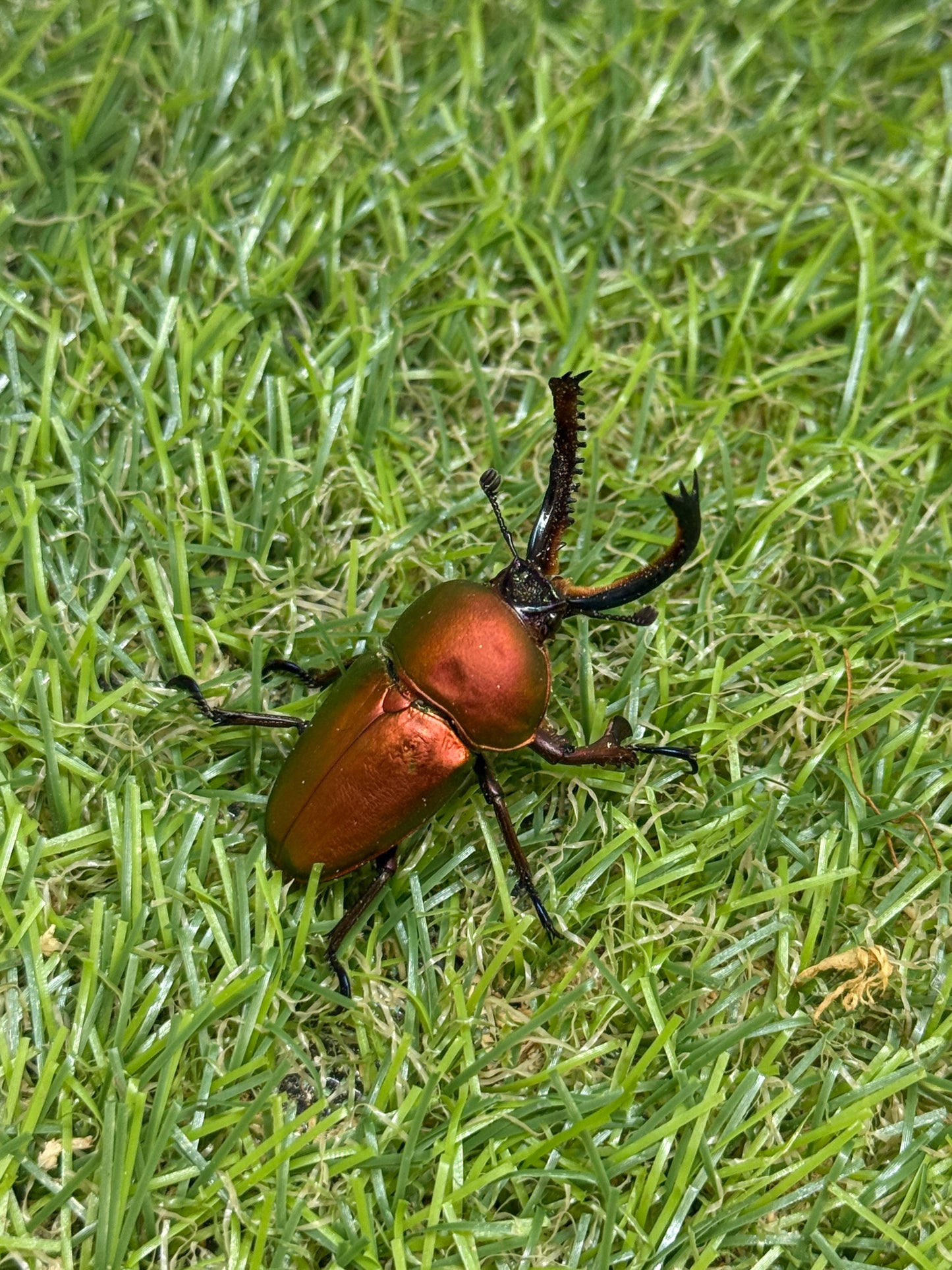 パプアキンイロクワガタ　♂freeサイズ成虫ペア