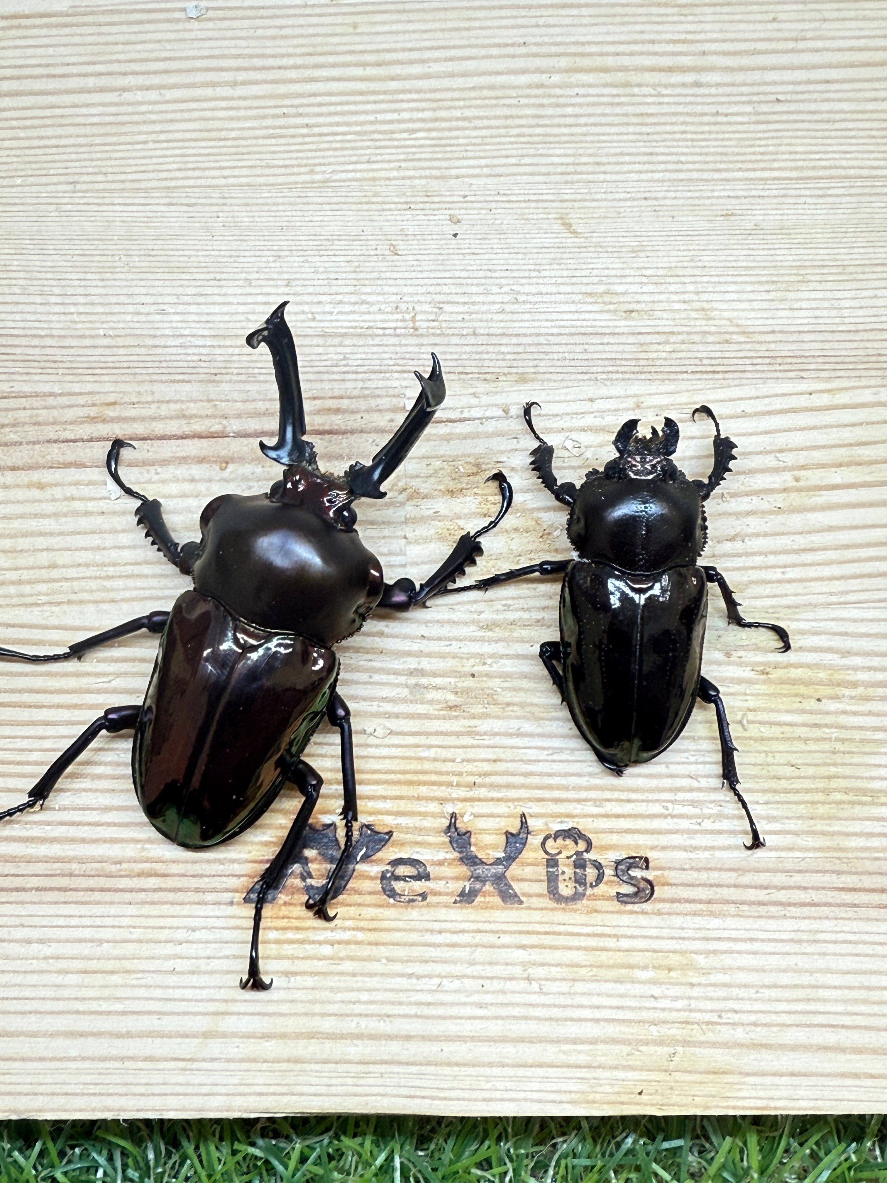 ニジイロクワガタ ♂62mm成虫ペア – 昆虫ショップNexus