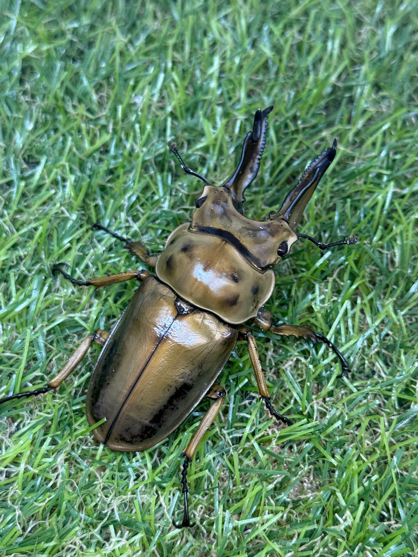 ババオウゴンオニクワガタ　♂71.6mm成虫ペア