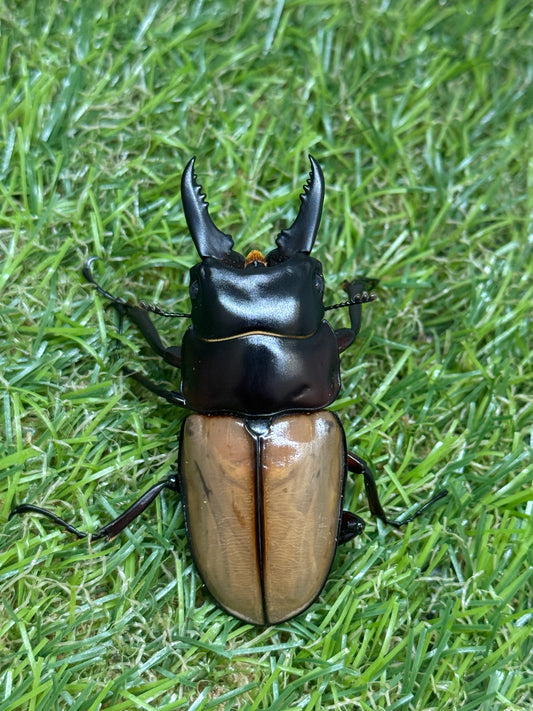 ラフェルトノコギリクワガタ　♂58.8mm成虫ペア