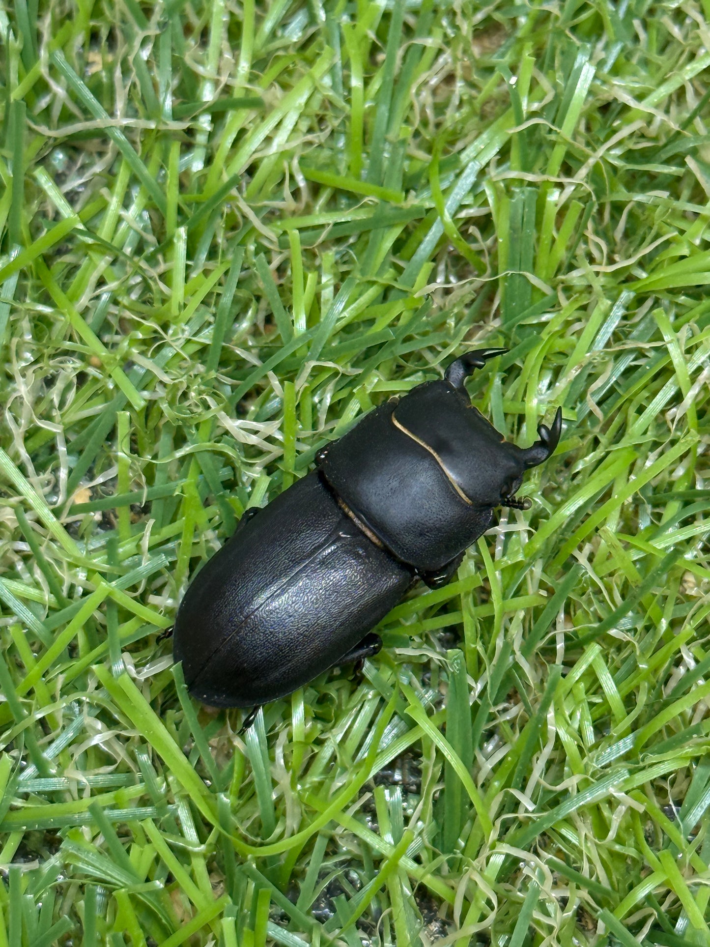 パラレリピペドゥスオオクワガタ ♂freeサイズ成虫ペア