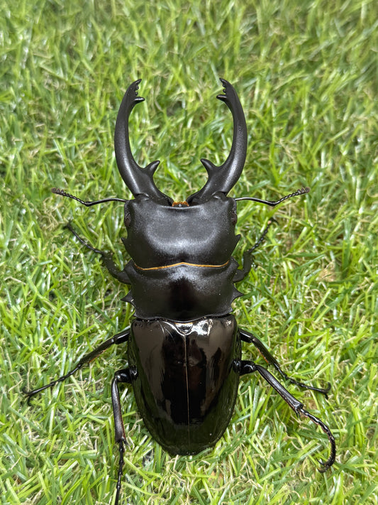 インターメディアツヤクワガタ　♂93.6mm成虫ペア