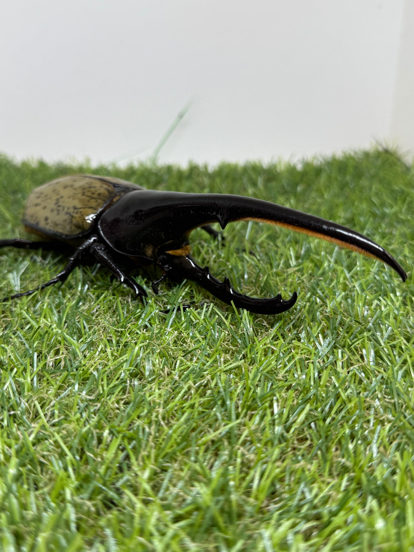 DH･ヘラクレス　♂151mm成虫ペア