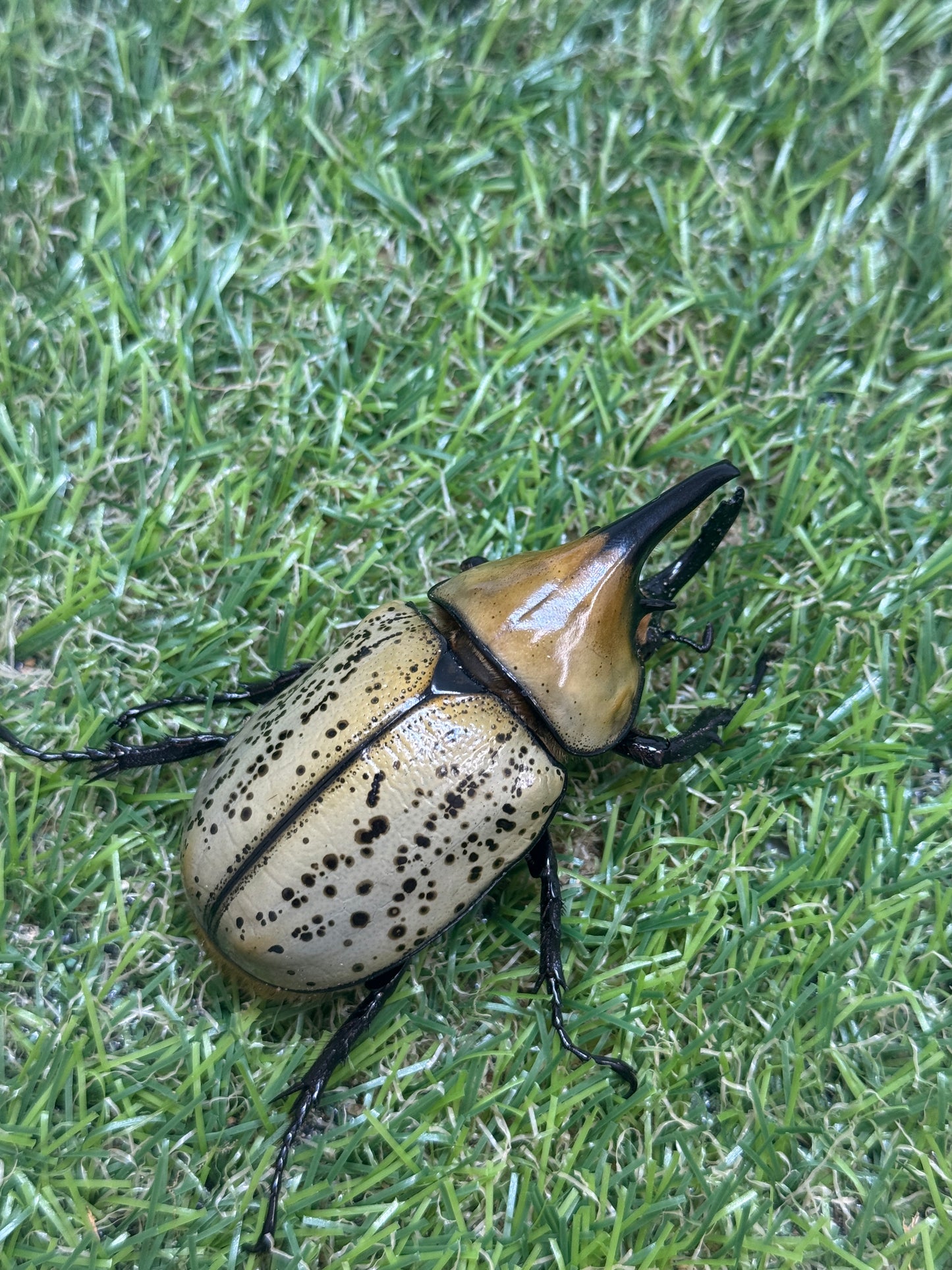 ティティウスシロカブト　♂65mm成虫ペア