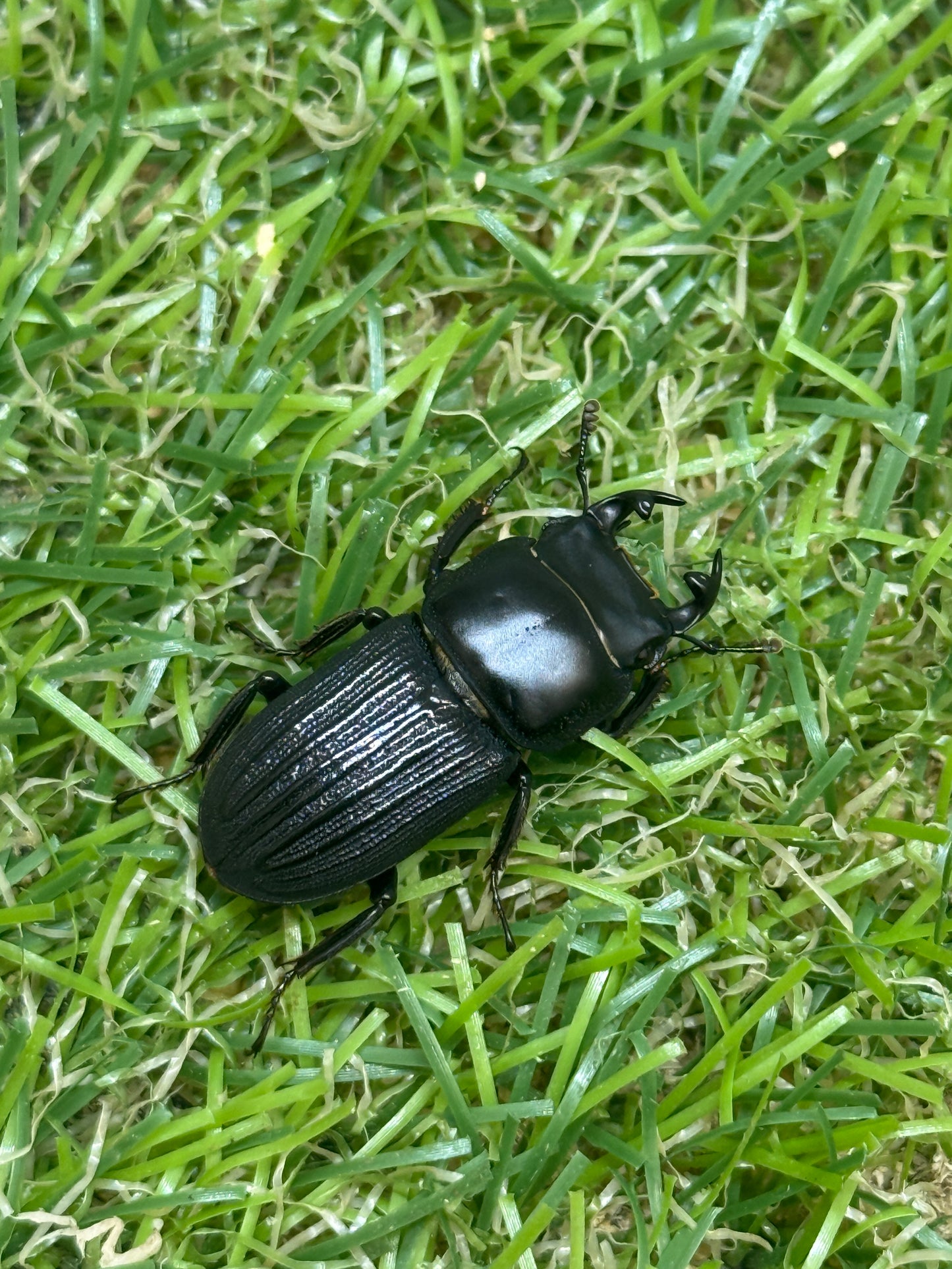 ドルクスミント　♂freeサイズ成虫ペア