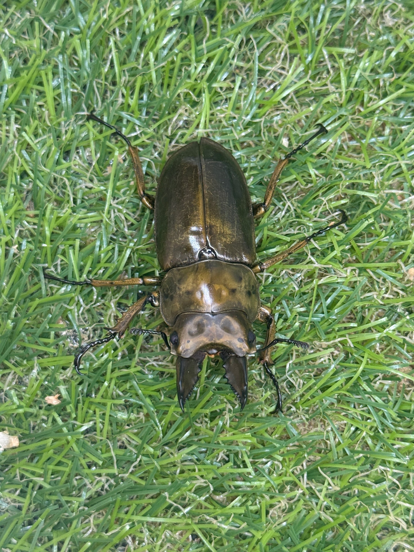 ババオウゴンオニクワガタ　♂52mm成虫ペア
