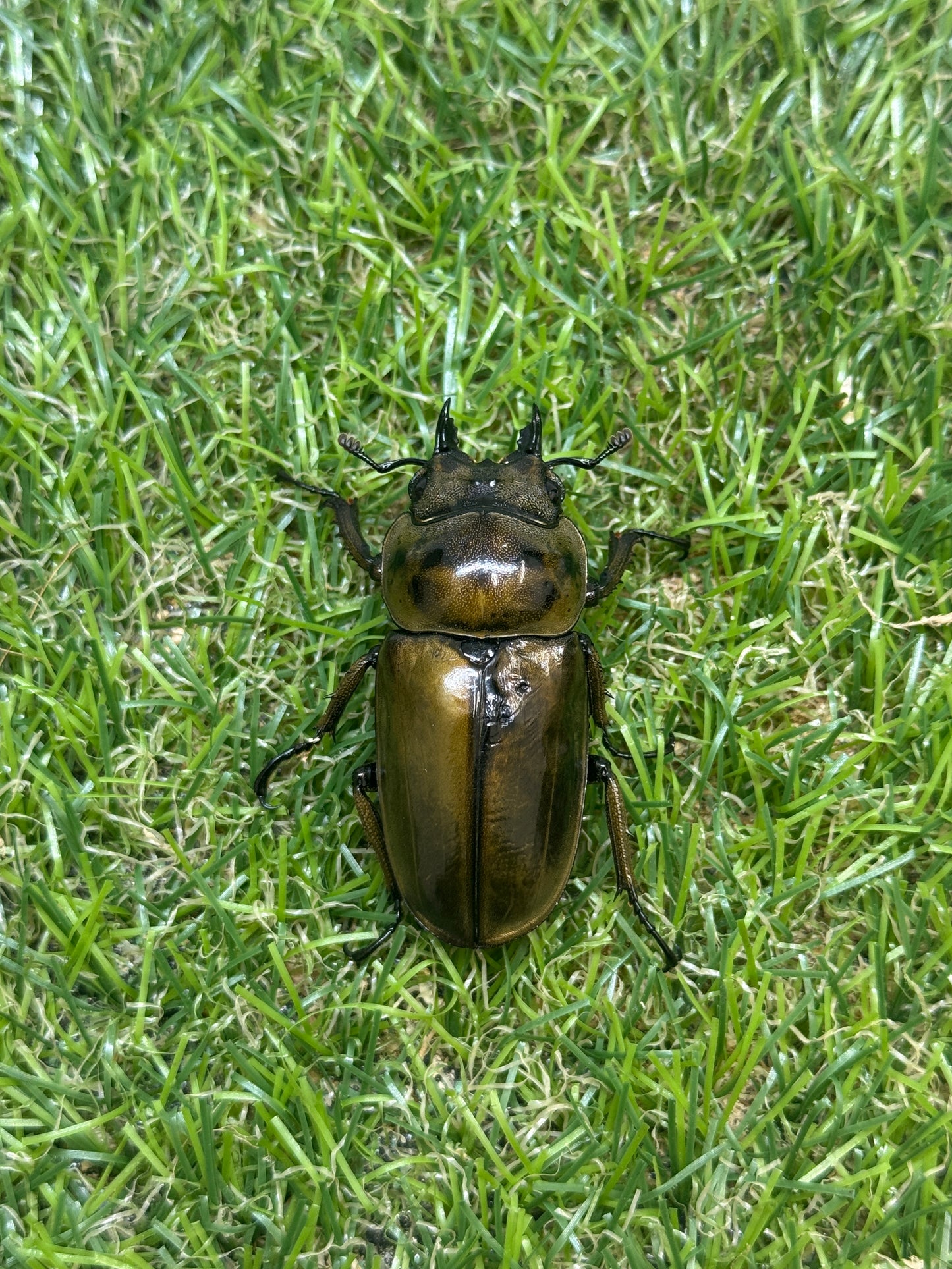 ババオウゴンオニクワガタ　♂61.3mm成虫ペア