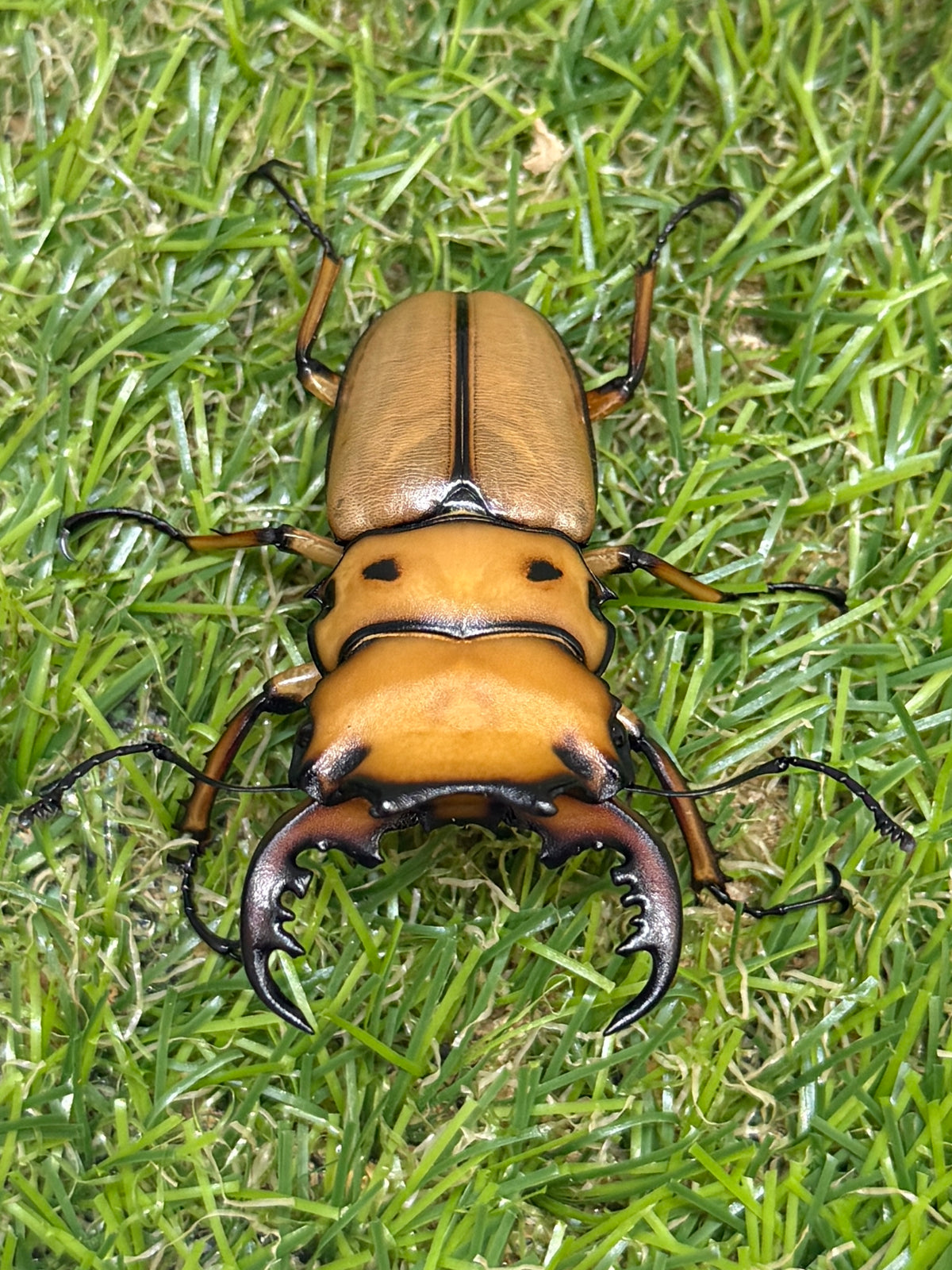 メンガタメリークワガタ　♂50mm成虫ペア