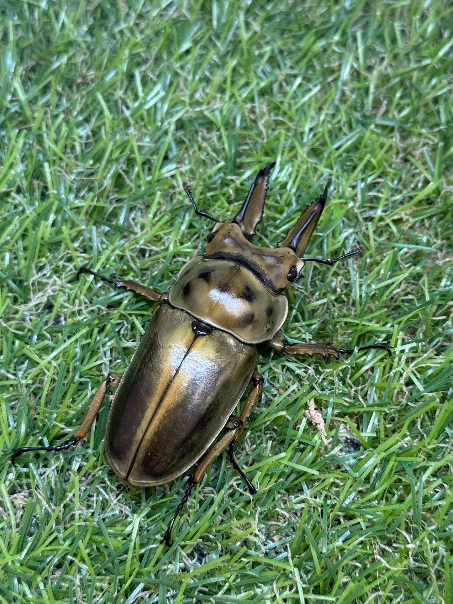 ババオウゴンオニクワガタ　♂62.8mm成虫ペア