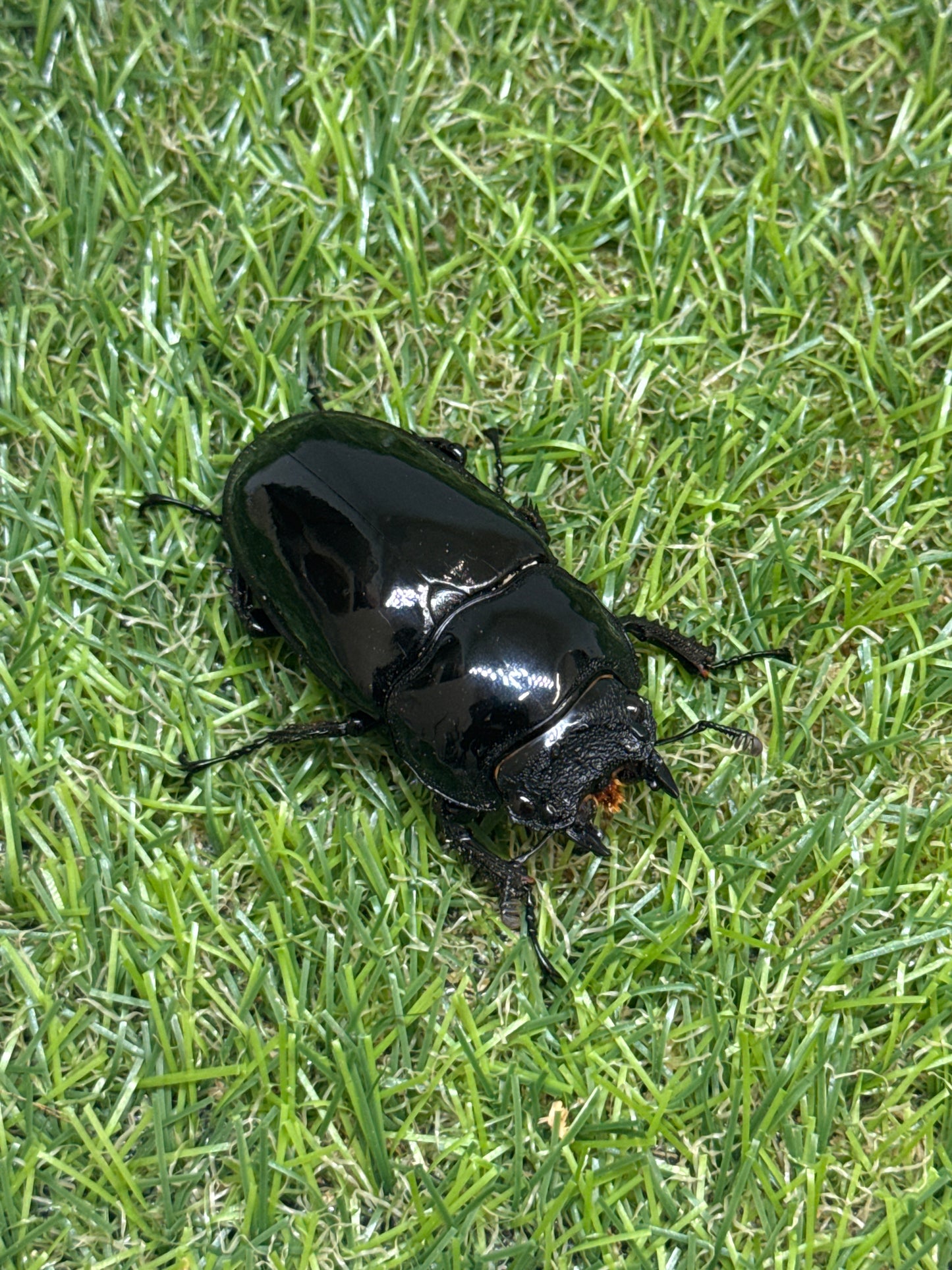 タランドゥスオオツヤクワガタ　♂80.5mm成虫ペア
