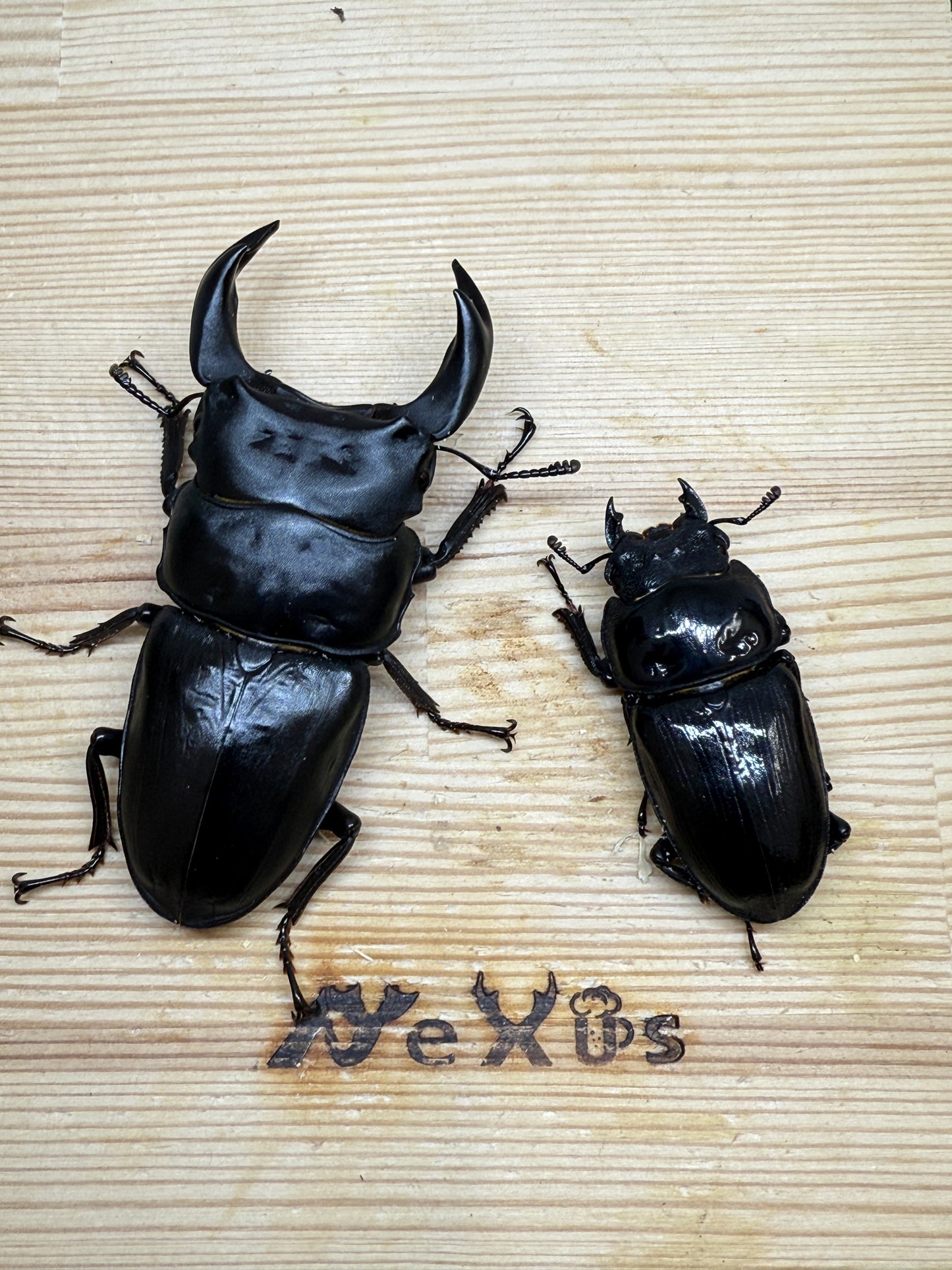 オオクワガタ　阿古谷　♂78mm成虫ペア