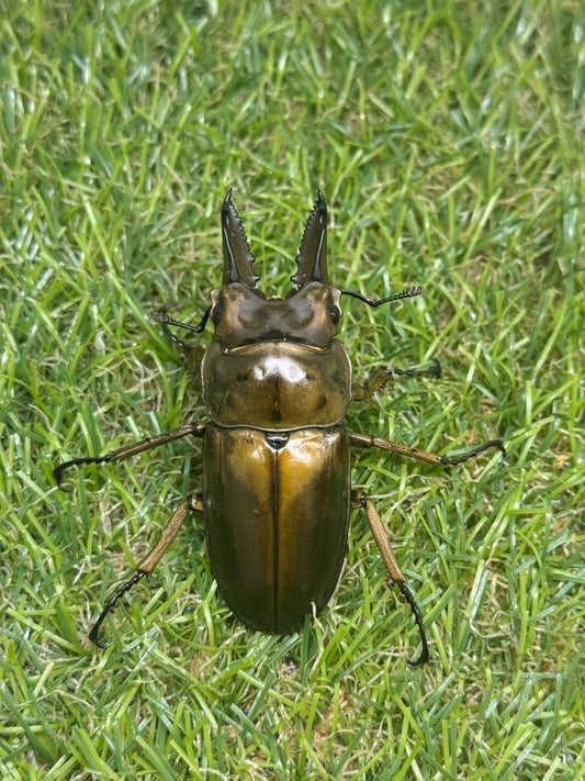 ババオウゴンオニクワガタ　♂58.3mm成虫ペア　即ブリード可能
