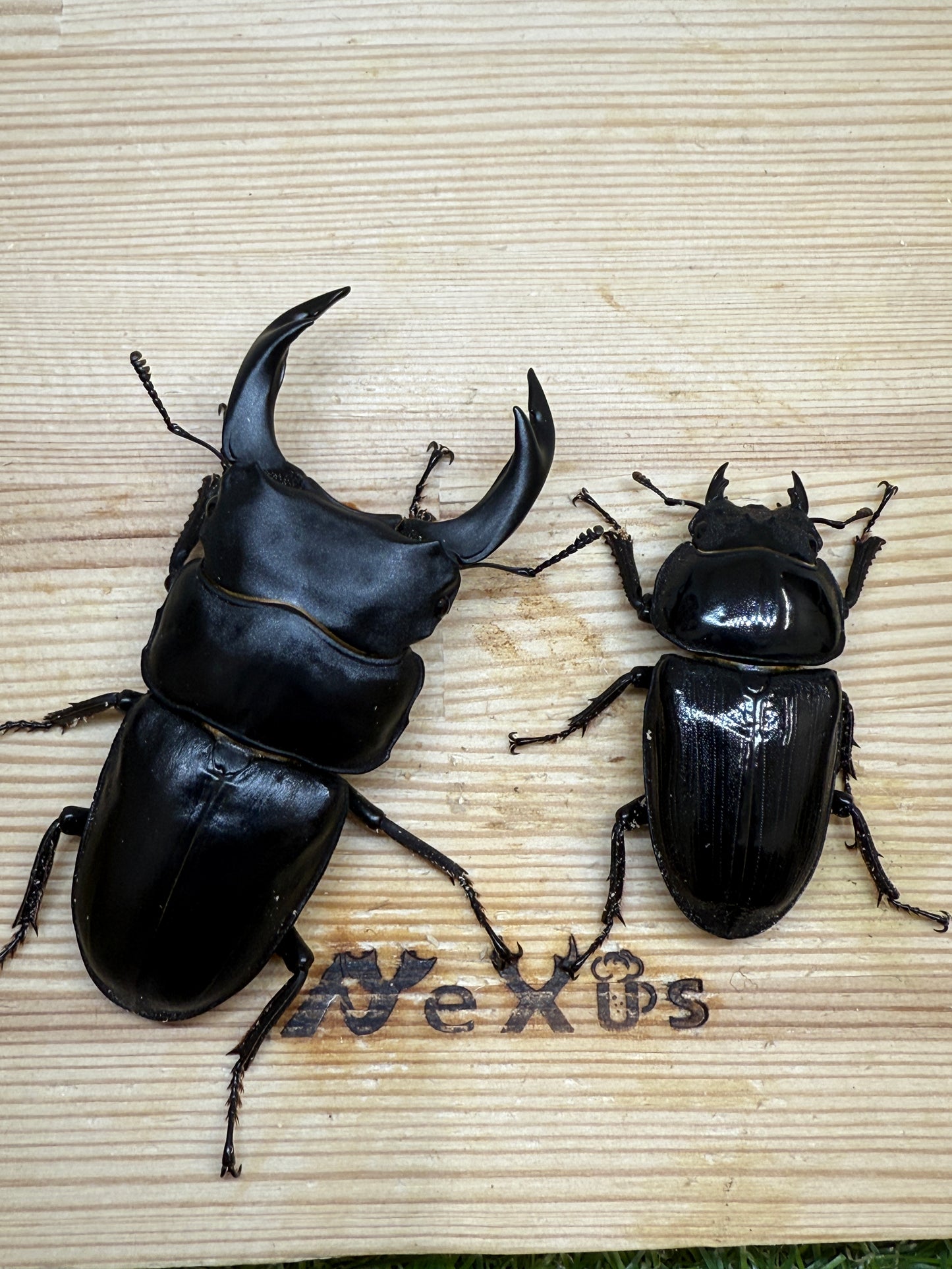 オオクワガタ　奈良輪川西　♂79mm成虫ペア