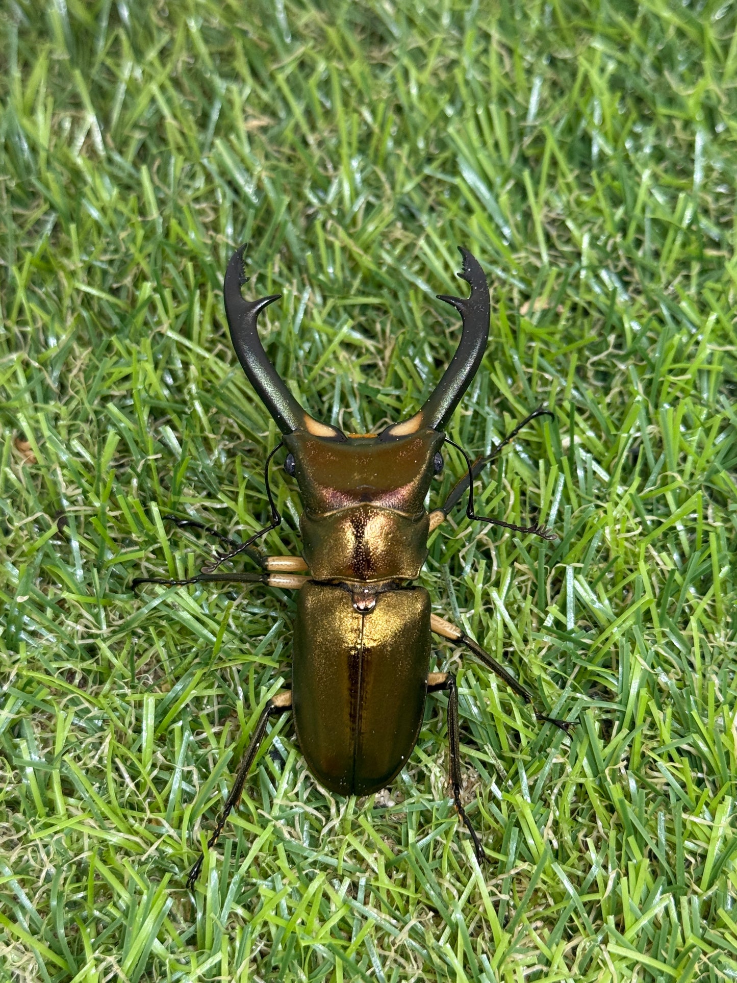 エラフスホソアカクワガタ　♂61.5mm成虫ペア