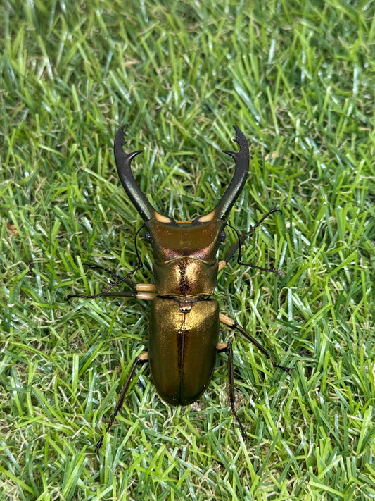 エラフスホソアカクワガタ　♂61.5mm成虫ペア