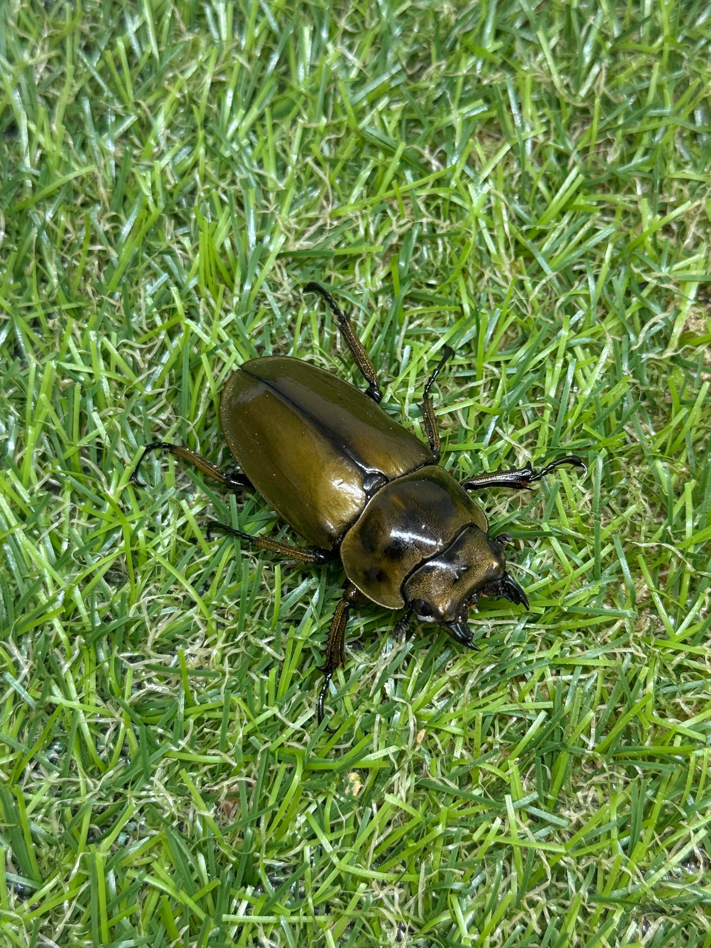ババオウゴンオニクワガタ　♂56.2mm成虫ペア