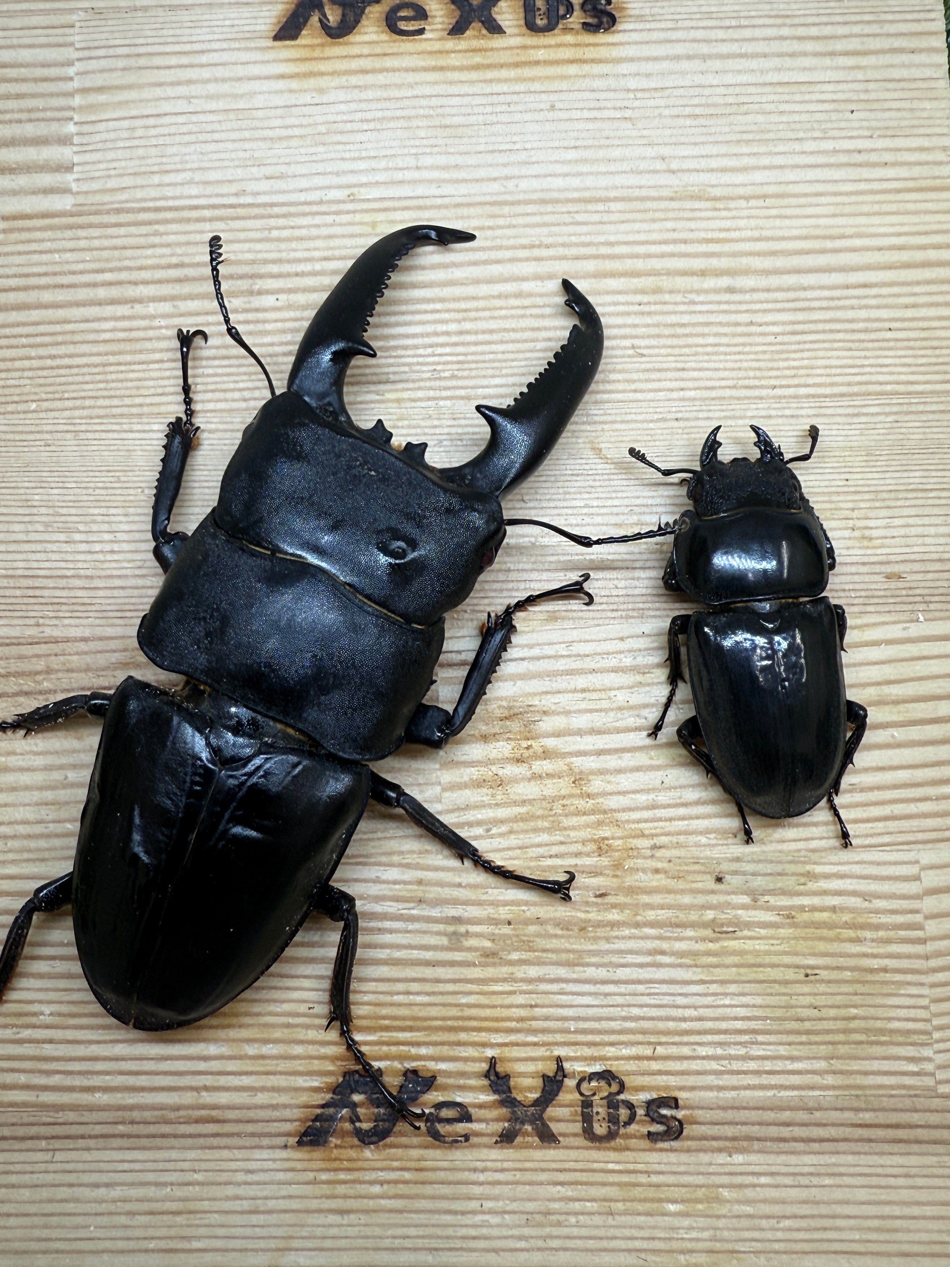 パラワンオオヒラタクワガタ(ピンクアイ血統)♂103.2mm成虫ペア – 昆虫 パラワンオオヒラタクワガタ(ピンクアイ血統)♂103.2mm成虫ペア – 昆虫