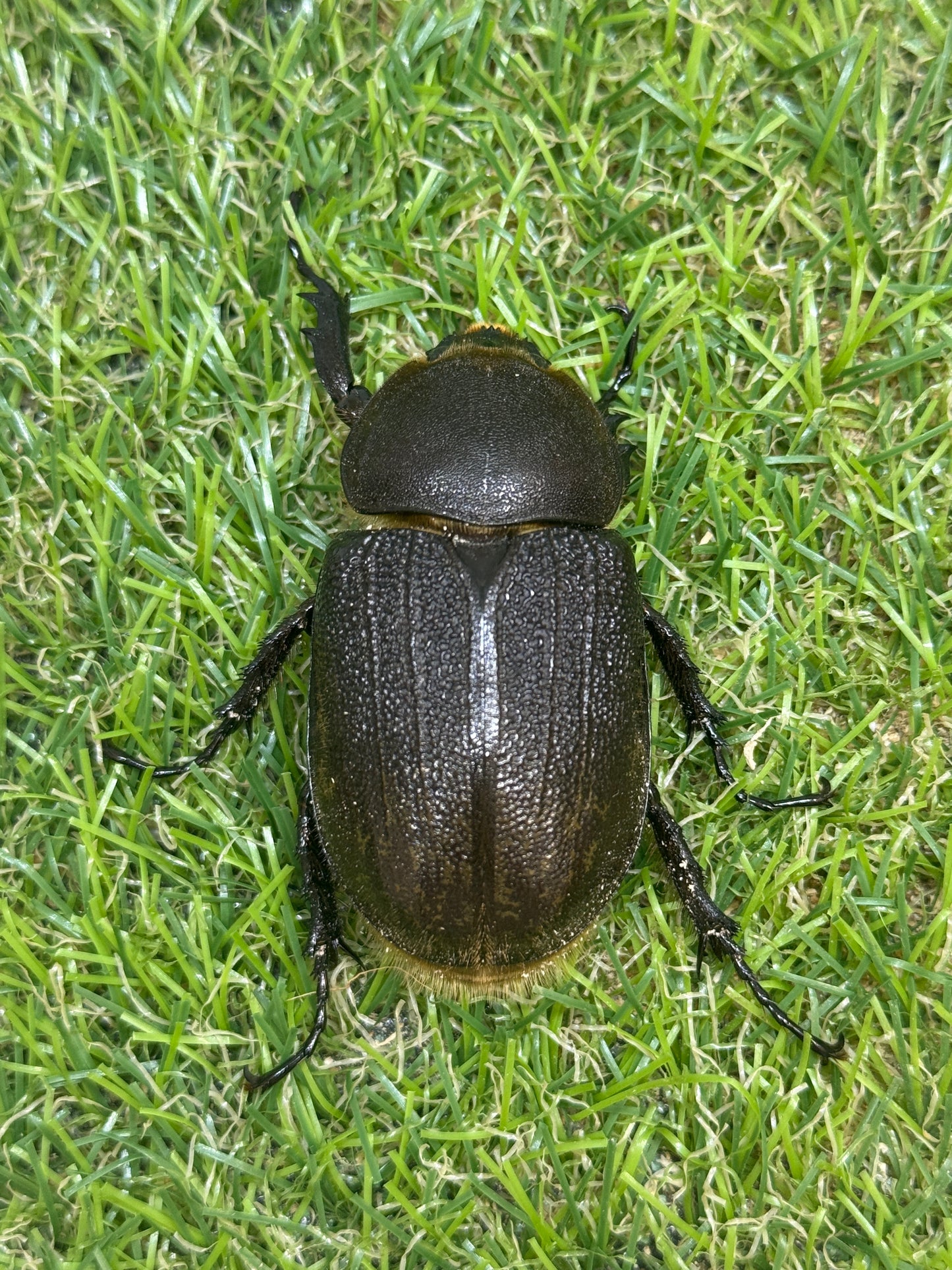 DH・レイディ　♀54mm単品