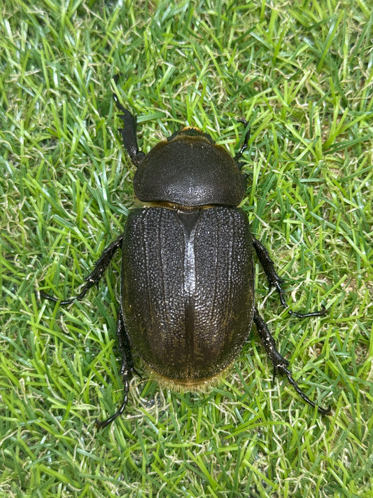 DH・レイディ　♀54mm単品