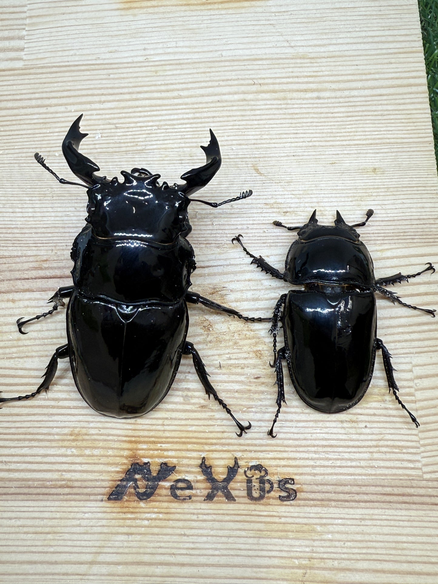 タランドゥスオオツヤクワガタ　♂78mm成虫ペア