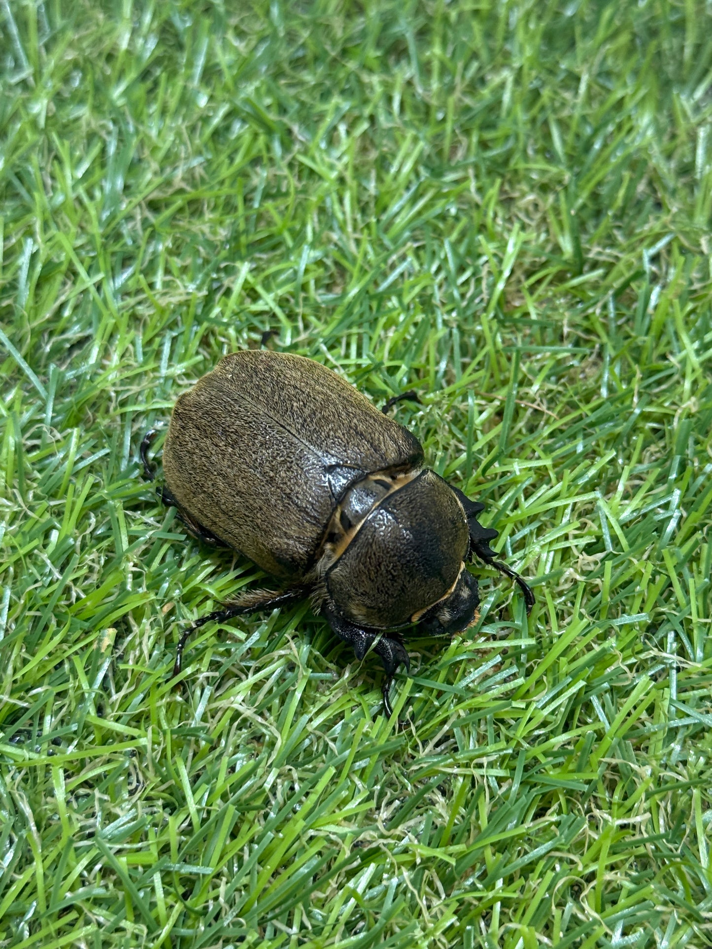 ヨルゲンセンヒメゾウカブト　♀freeサイズ単品