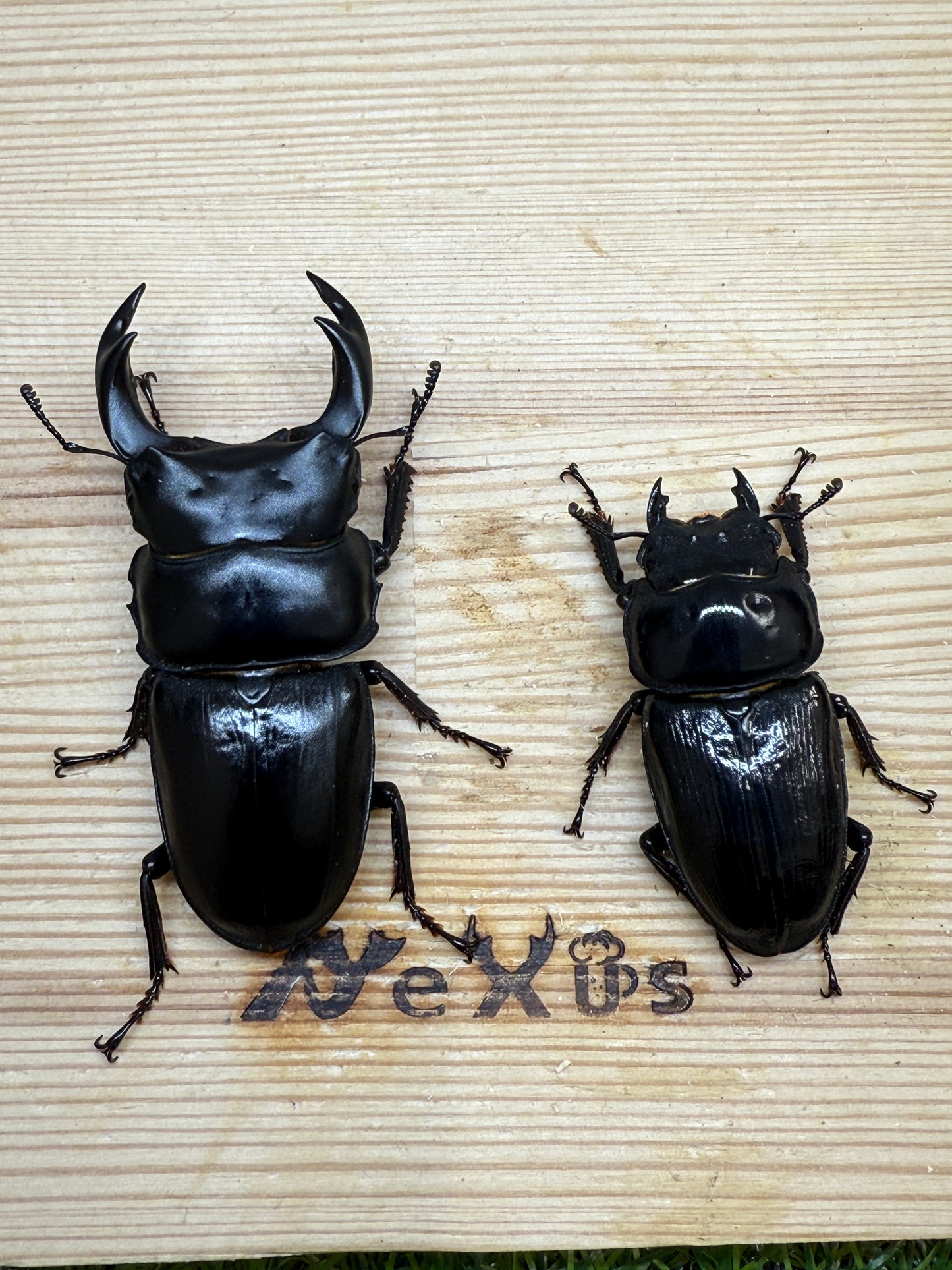 オオクワガタ　肝川　♂67.5mm成虫ペア